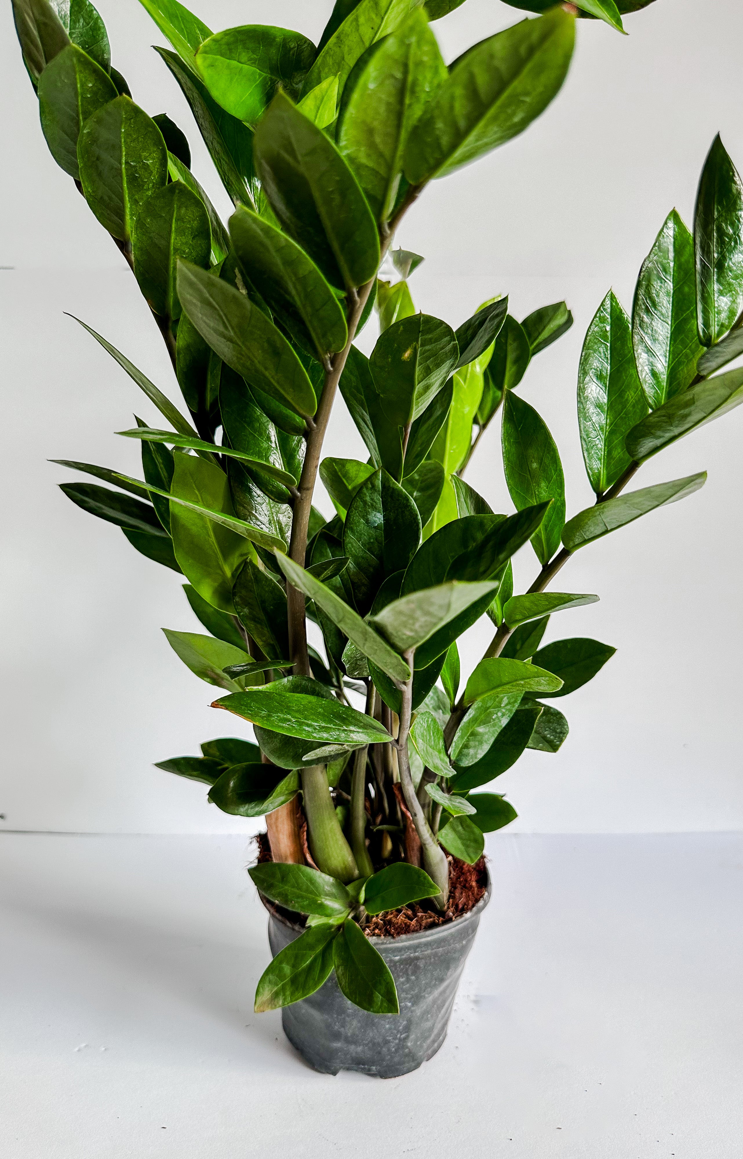 Zamioculcas zamiifolia — la plante ZZ