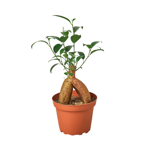 Ficus 'Ginseng' Pot-Bellied Ficus Tree Plant