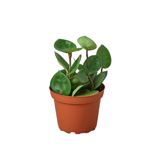 Hoya Carnosa 'Chelsea' Plant (🐾 Pet Friendly)