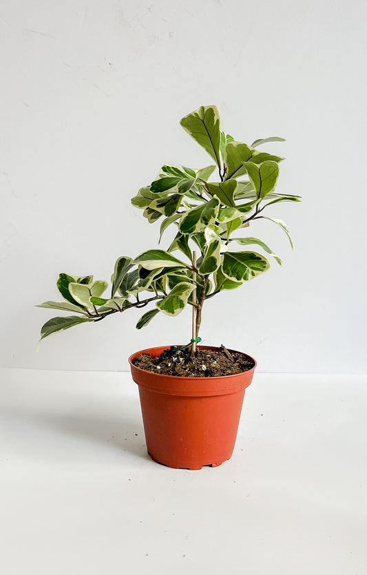 Ficus Elastica 'Triangularis' Variegated Rubber Plant