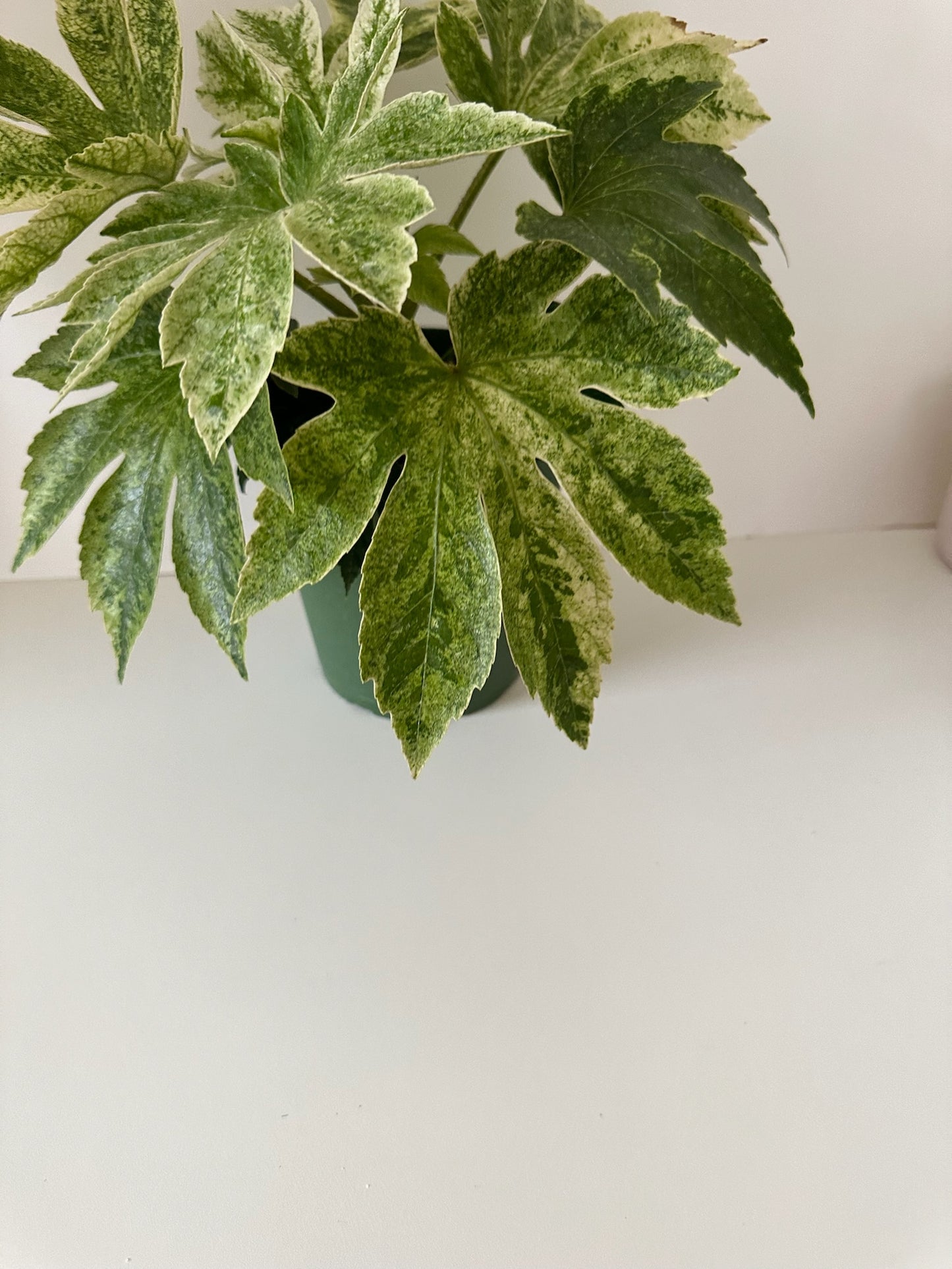 Fatsia Japonica 'Spider's Web'- Green & White Splashed Foliage, Shade Tropical Plant