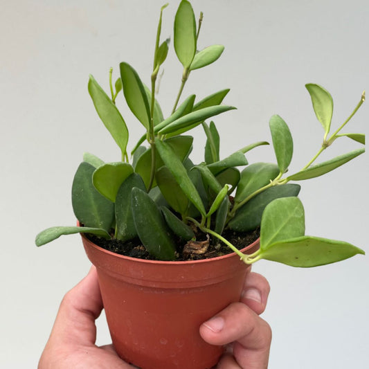 Hoya 'Chouke'- Tropical Vining Houseplant- 4" Nursery Pot