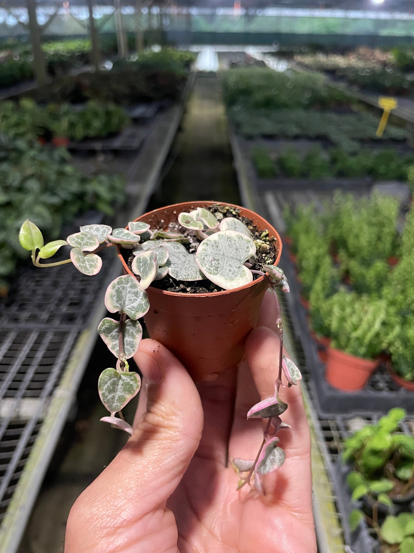 String of Hearts Variegated (Ceropegia Woodii)- Stunning, Trailing Variegated Heart Shaped Leaves- Tropical Houseplant