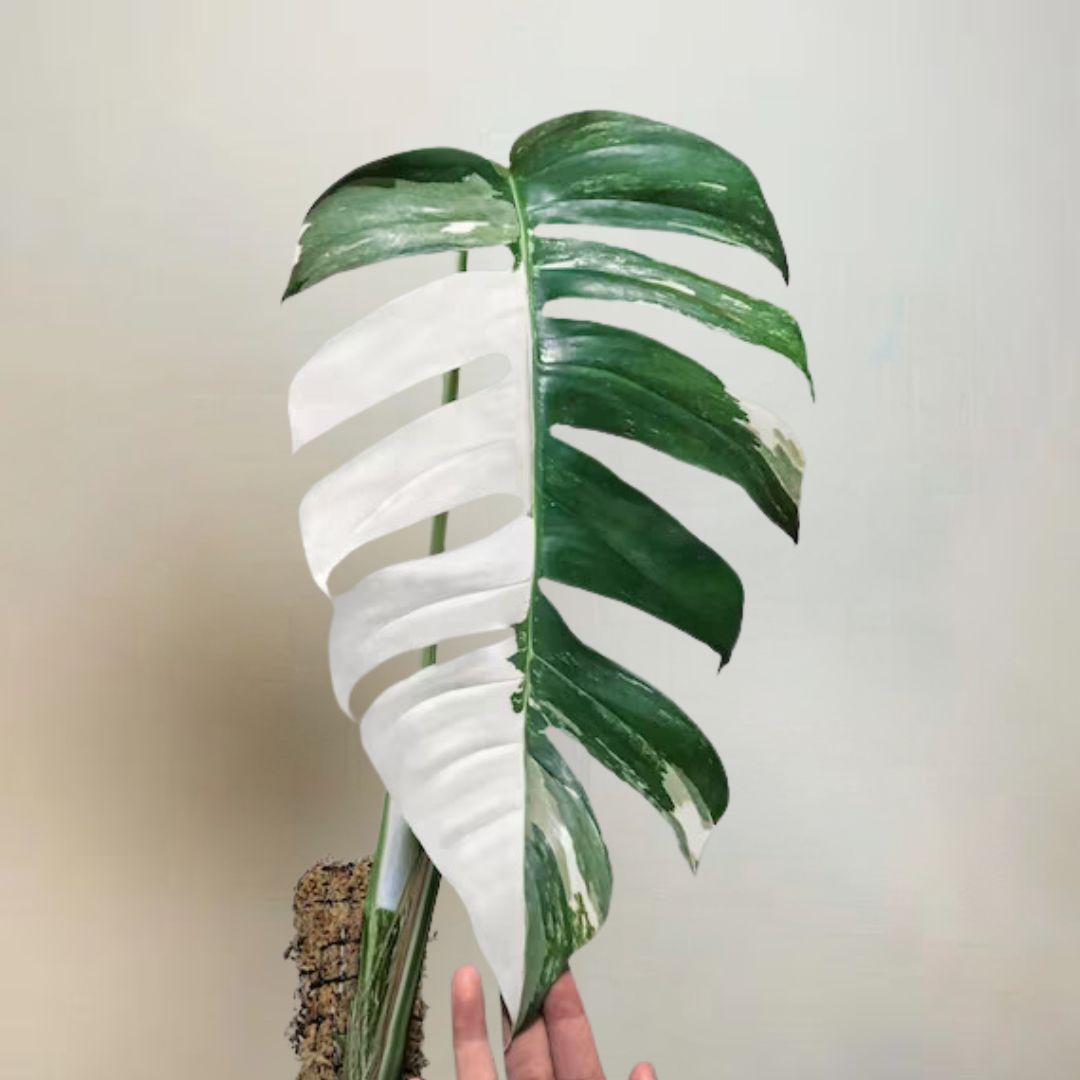 Pothos 'Albo Variegata'-  🌱 Beginner- Friendly 🍃 Air Purifying Tropical Houseplant