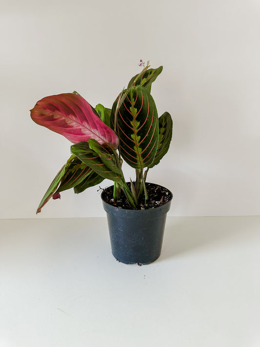 Maranta Leuconeura 'Red' - 🐾 Pet Friendly - Tropical Houseplant