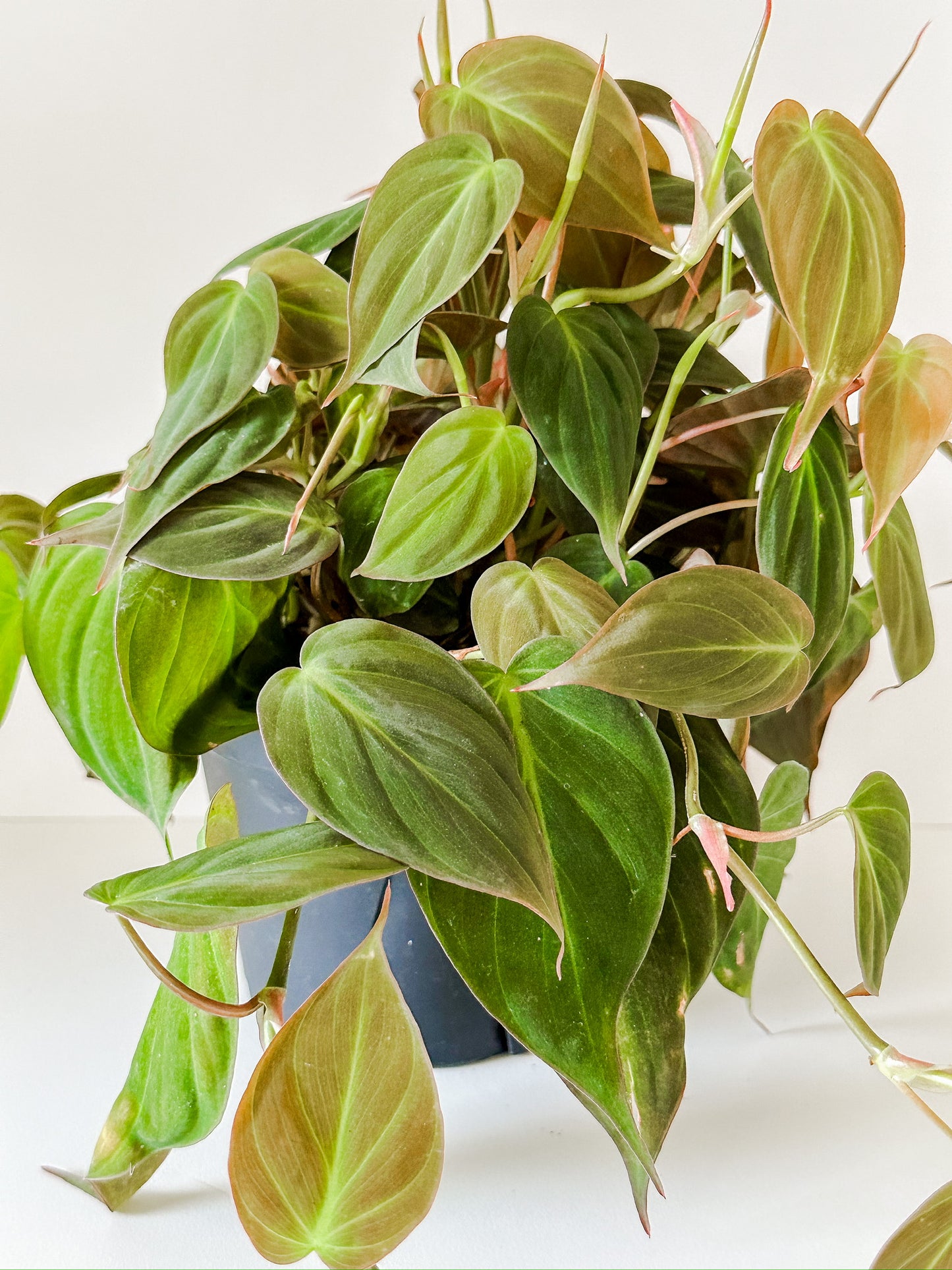 Philodendron 'Micans Velvet'- Trailing or Climbing Heart-Leaf Shaped - Tropical Houseplant