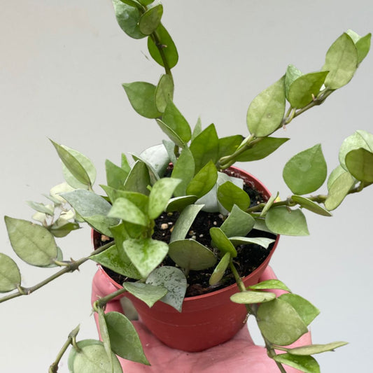 Hoya 'Krohniana Super Silver'- 🐾 Pet-Friendly - Tropical Houseplant