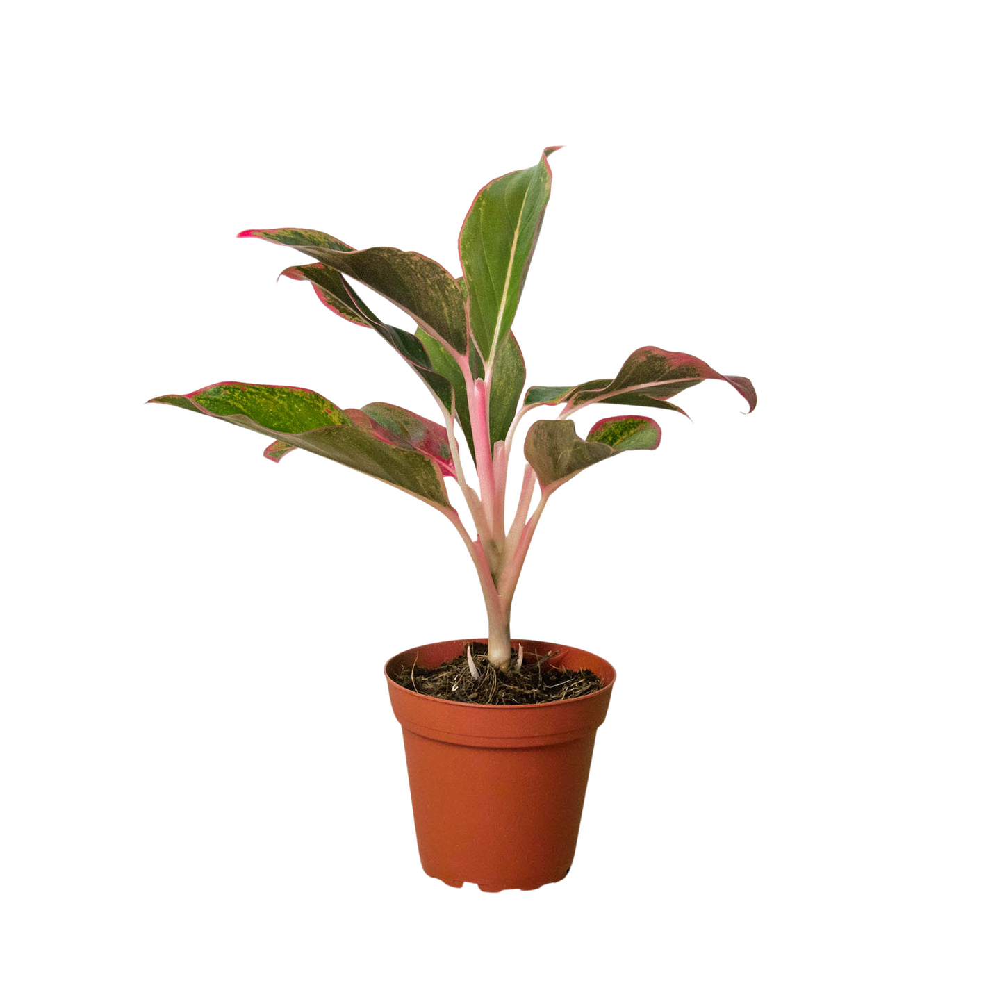 Aglaonema 'Red Siam Auora' - Chinese Evergreen