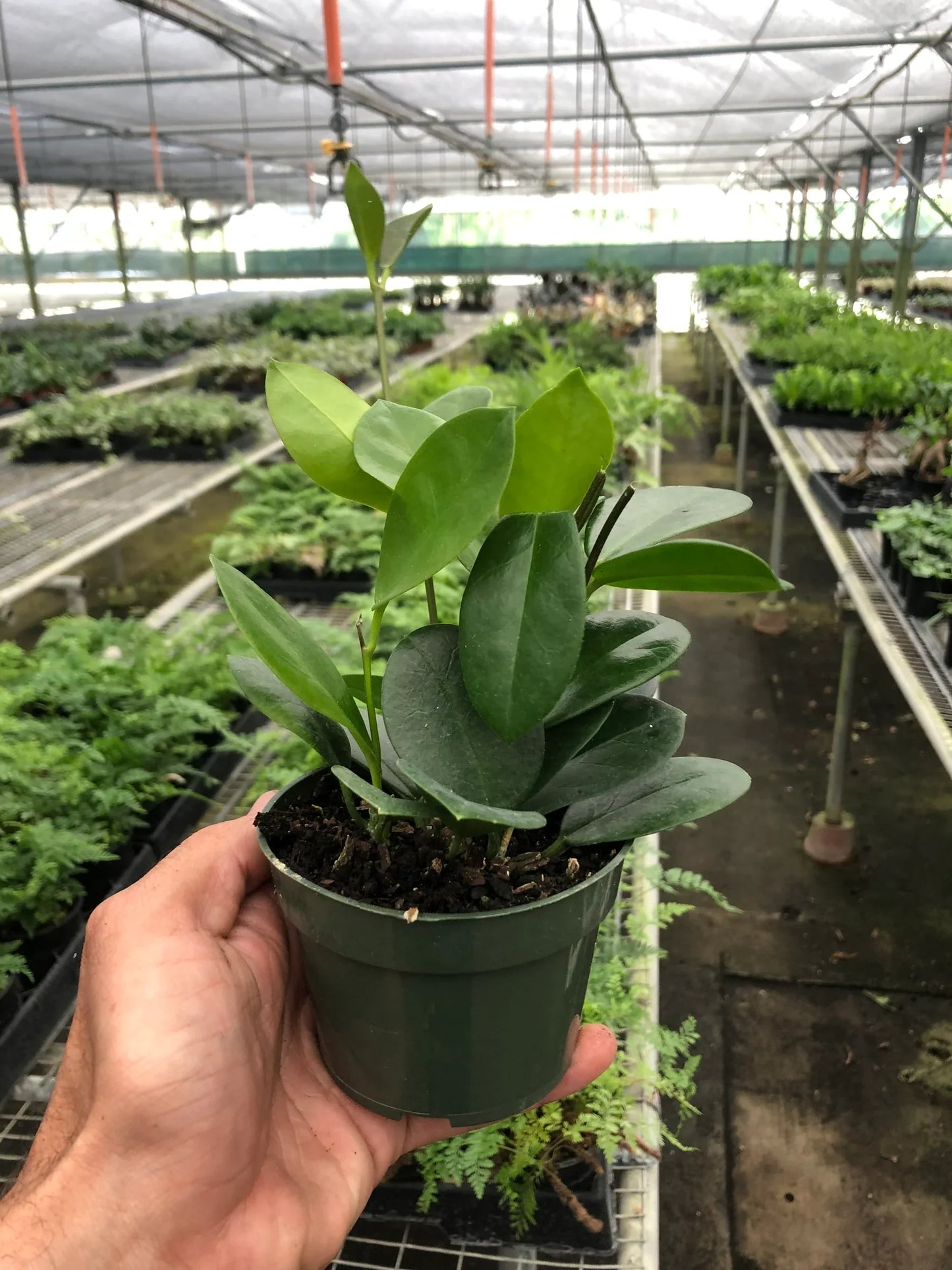 Hoya 'Australis' Wax Plant- 🐾 Pet Friendly - Tropical Houseplant