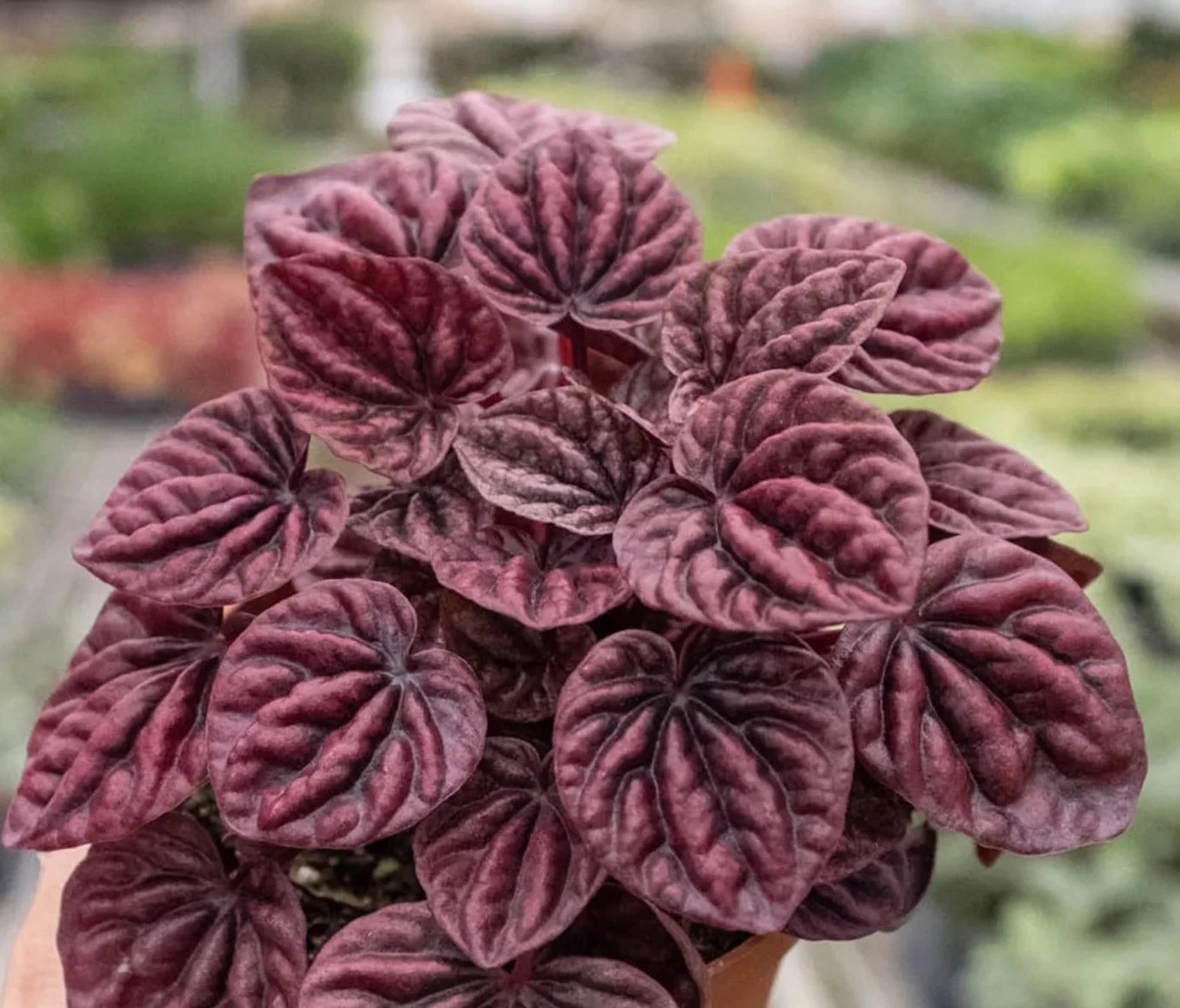 Peperomia 'Ripple Red' - 🐾 Pet Friendly - Tropical Houseplant