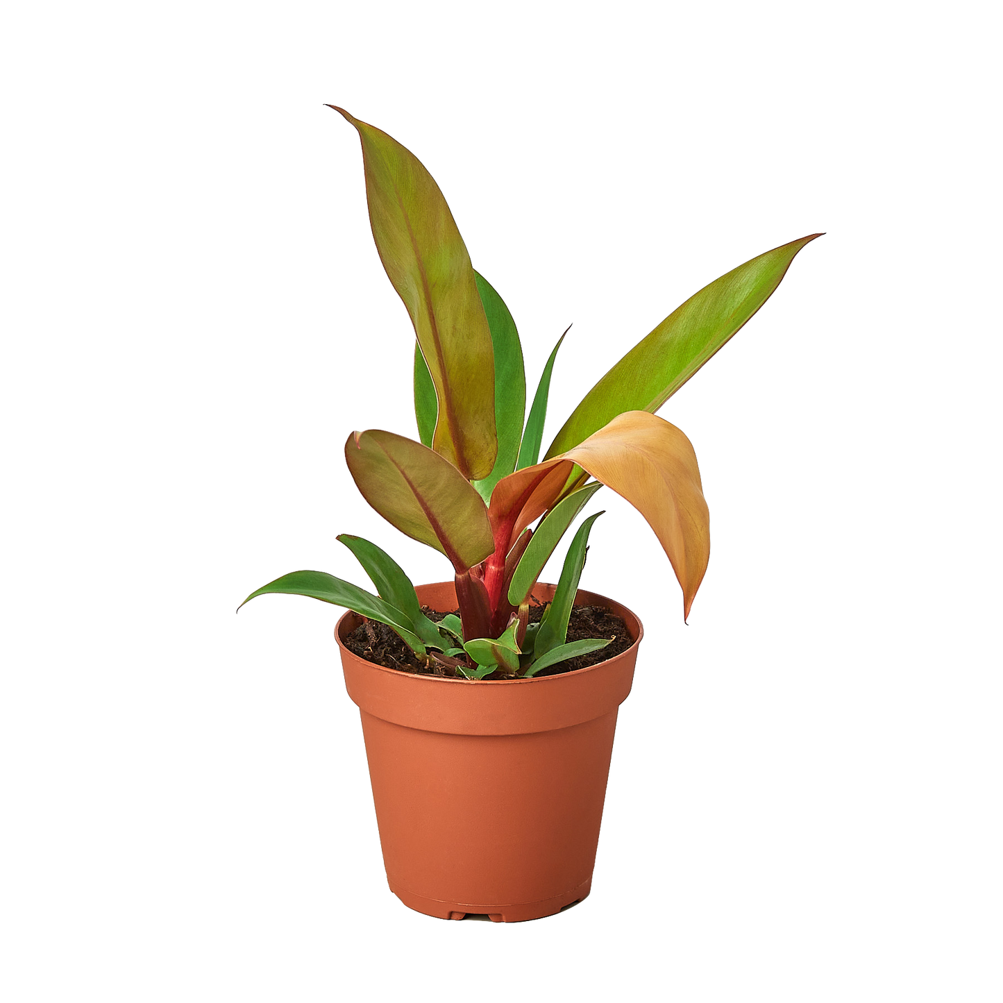 Philodendron 'Prince of Orange'- 🌱 Beginner-Friendly & Low Maintenance - Tropical Houseplant