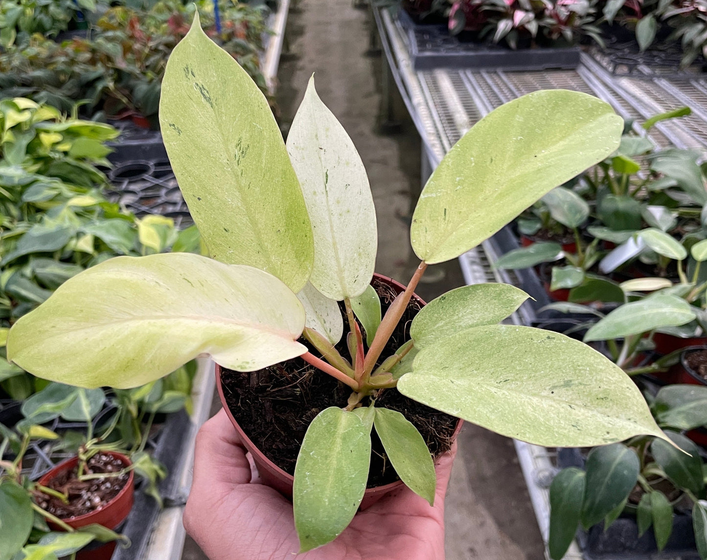 Philodendron 'Snowdrift'- Hybrid Variety With Green Splash & Speckled Variegation - Tropical Houseplant