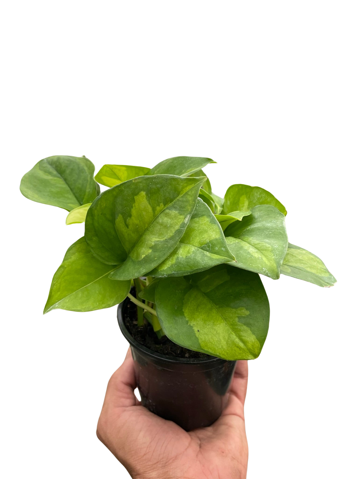 Pothos 'Global Green'-  🌱 Beginner- Friendly 🍃 Air Purifying Tropical Houseplant