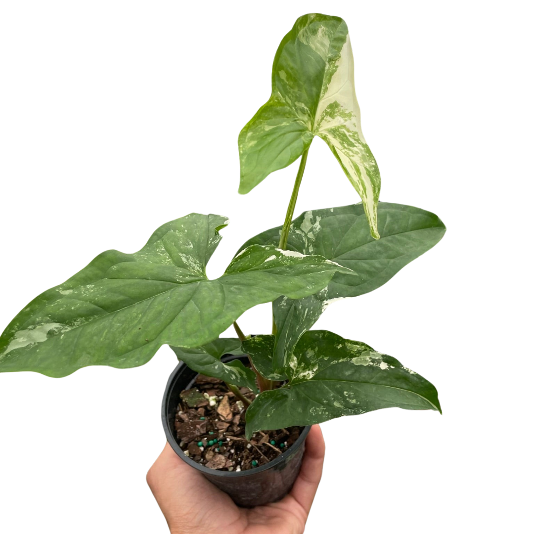 Syngonium 'Albo Variegata'- Gorgeous Shaped Leaves With Stunning White Variegation- Tropical Houseplant