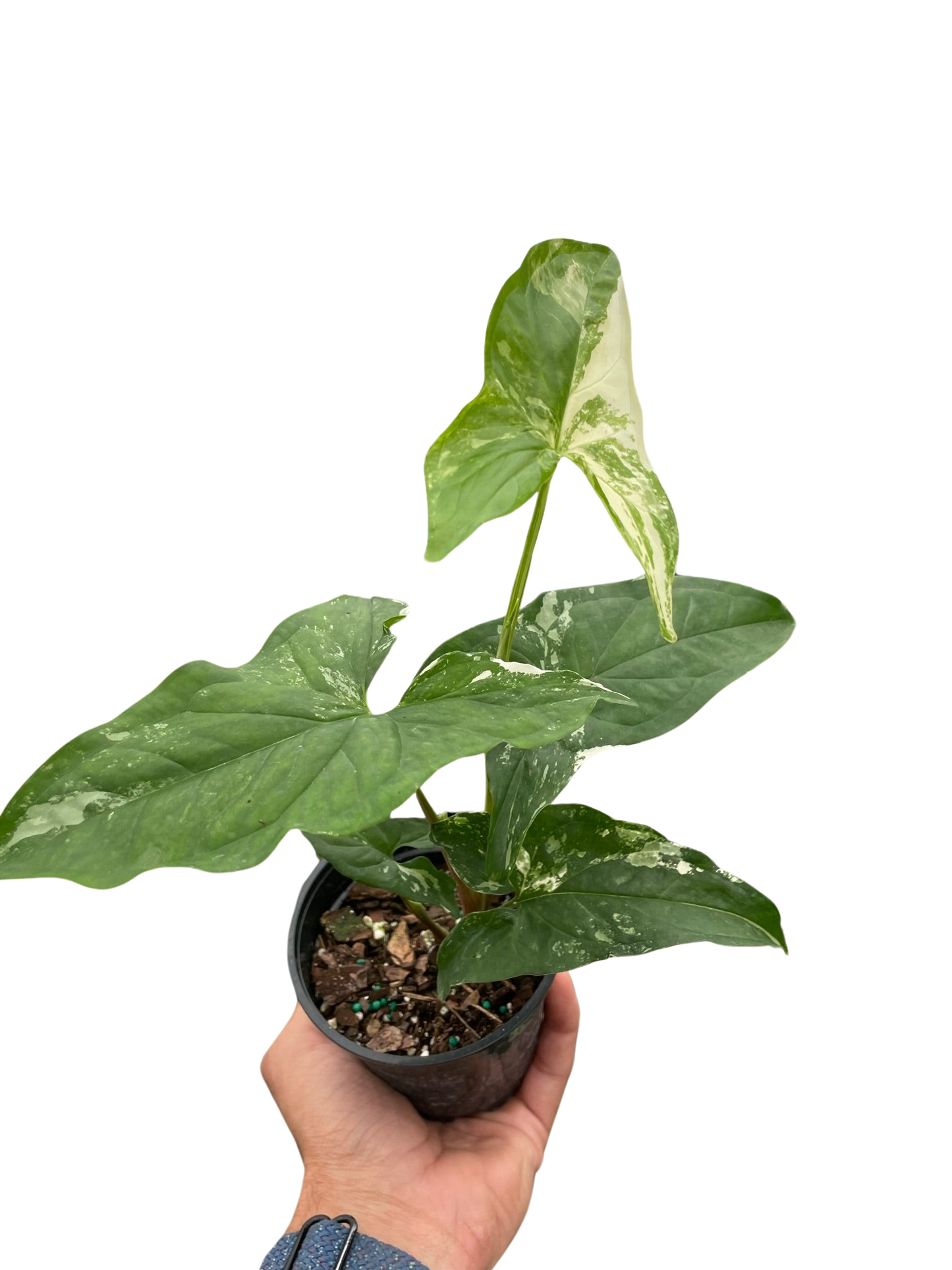 Syngonium 'Albo Variegata'- Gorgeous Shaped Leaves With Stunning White Variegation- Tropical Houseplant
