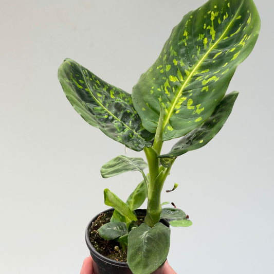 Dieffenbachia 'Reflector' Dumb Cane Plant- 🌱 Beginner-Friendly, Low Light Tolerant- Tropical Houseplant