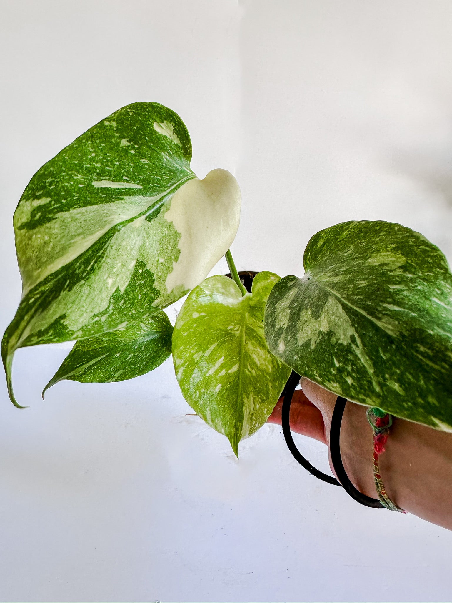 Plante La Vie | Buy Plants Online | Houseplant Delivery & Plant Care