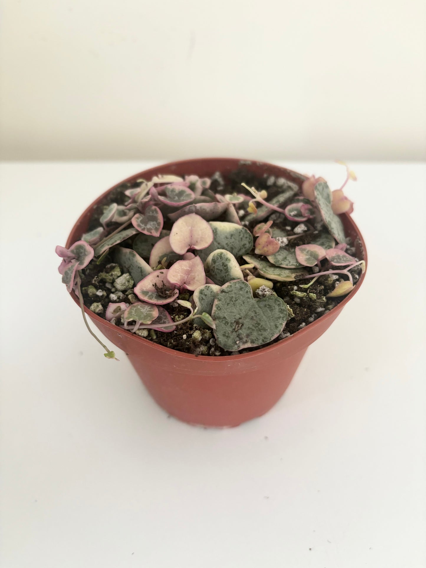 String of Hearts Variegated (Ceropegia Woodii)- Stunning, Trailing Variegated Heart Shaped Leaves- Tropical Houseplant