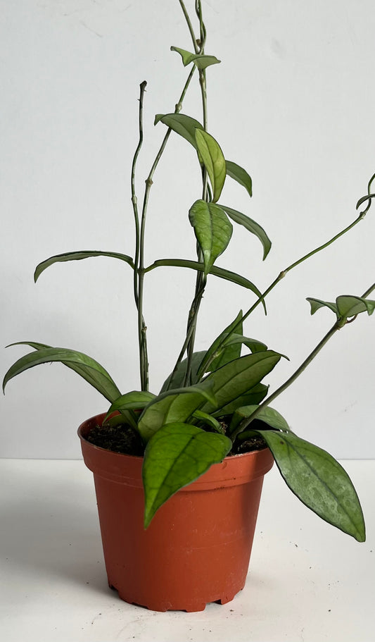 Hoya 'Crassipetiolata' (🐾 Pet Friendly) Trailing/Vining Plant