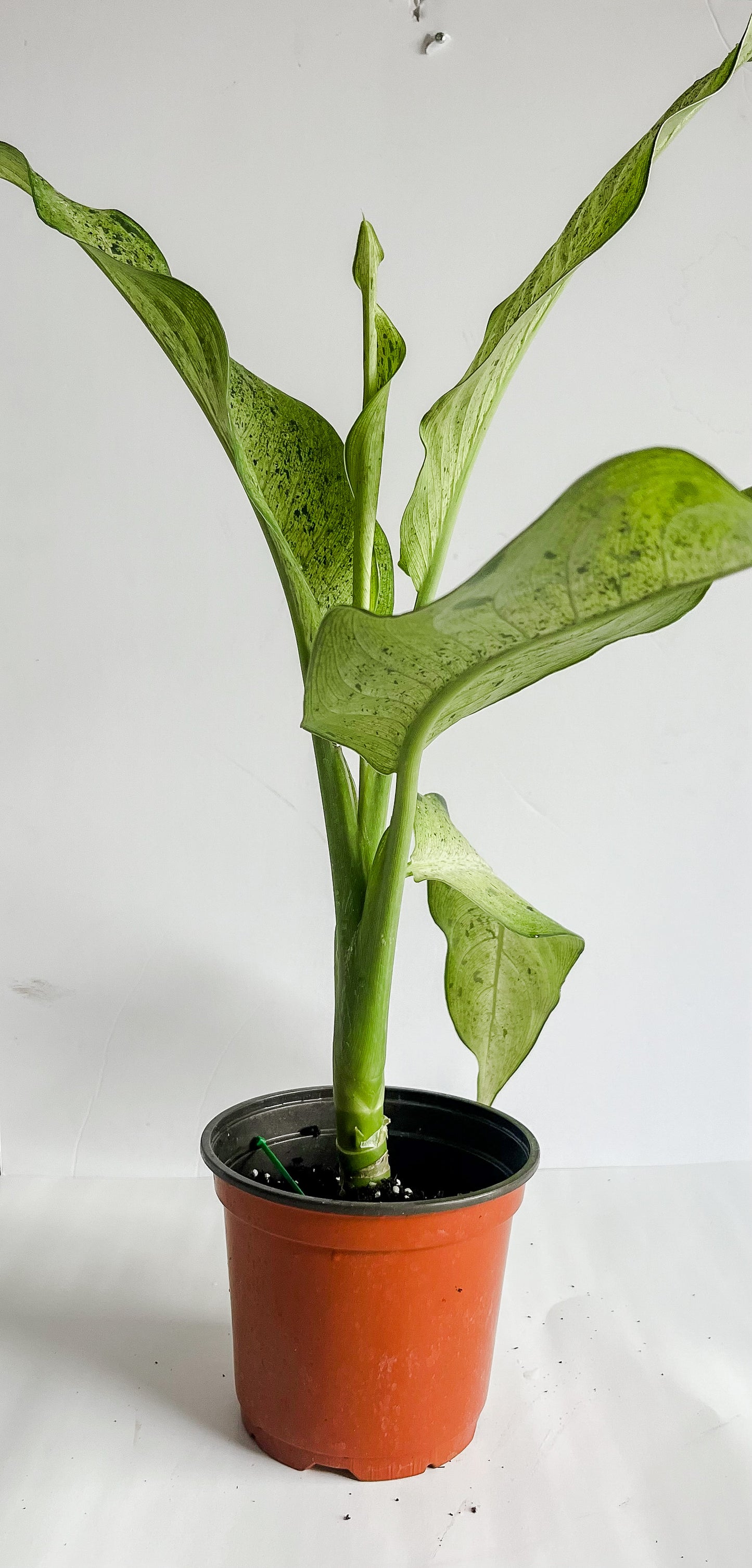 Dieffenbachia 'Camouflage' Dumb Cane- 🌱Beginner-Friendly, Low Light Tolerant - Tropical Houseplant