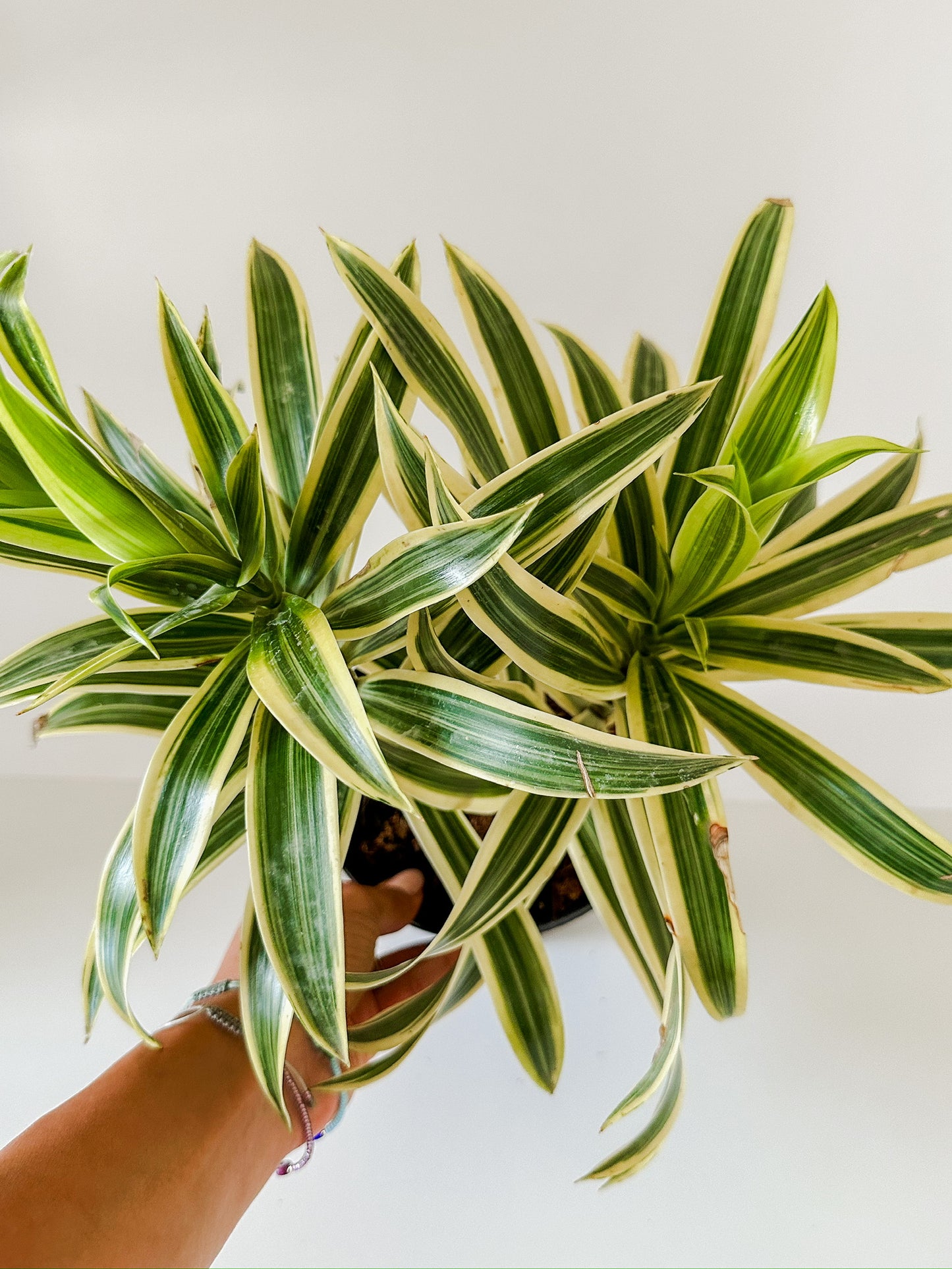 Dracaena 'Song of India'- 🌱 Beginner Friendly, Low Maintenance Tropical Tree Plant For Office or Low Light Rooms