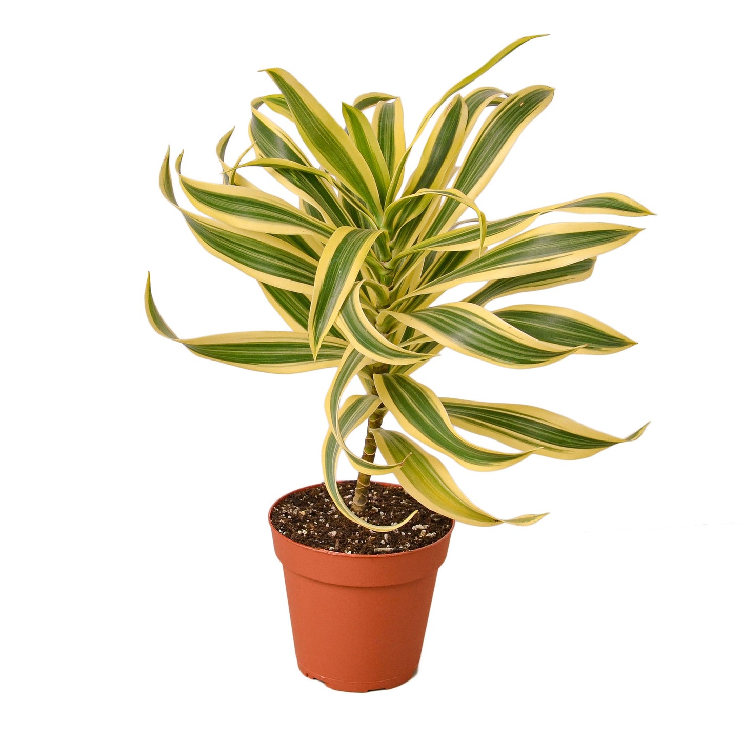 Dracaena 'Song of India'- 🌱 Beginner Friendly, Low Maintenance Tropical Tree Plant For Office or Low Light Rooms