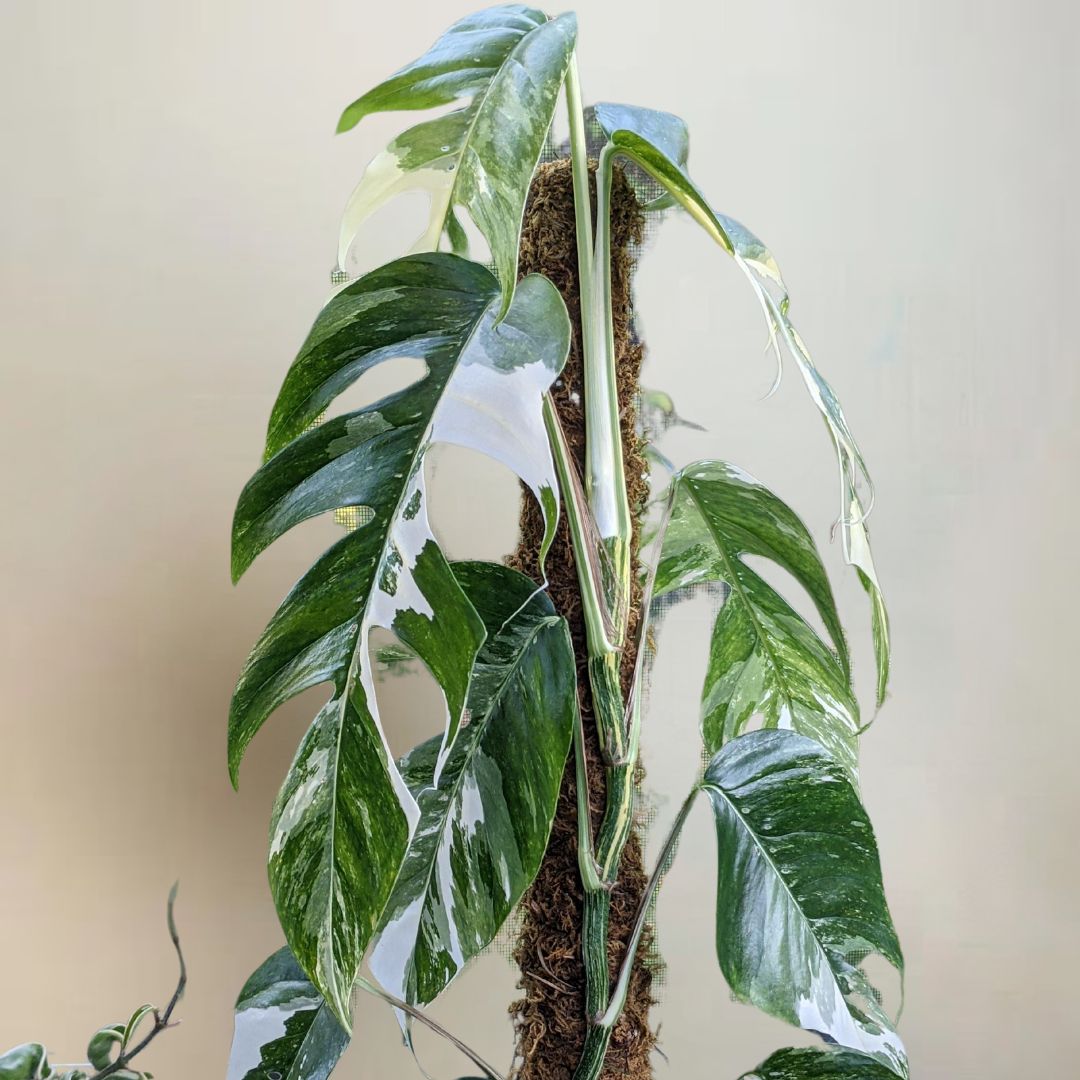 Pothos 'Albo Variegata'-  🌱 Beginner- Friendly 🍃 Air Purifying Tropical Houseplant