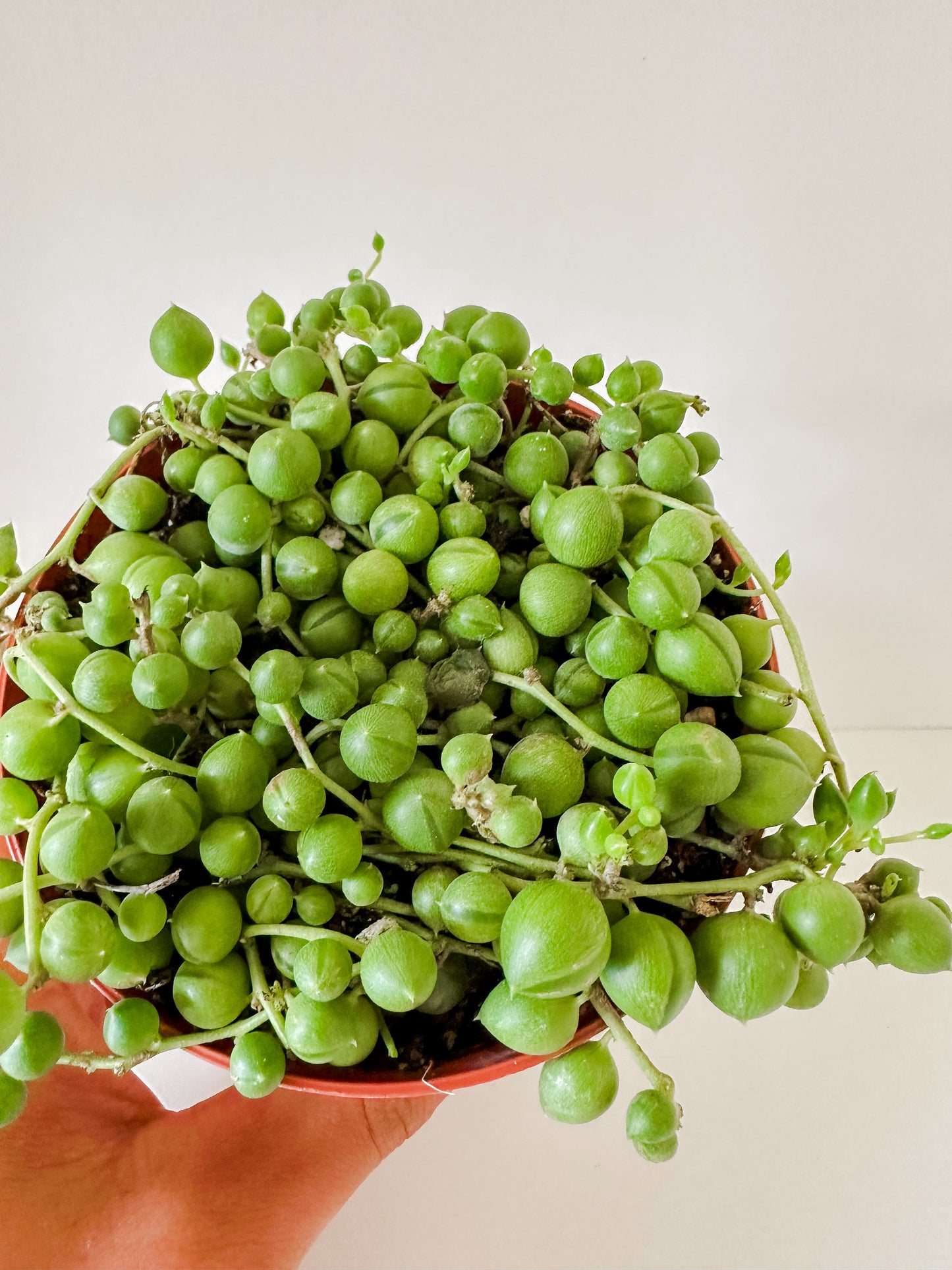 Senecio Rowleyanus 'String of Pearls' Trailing Succulent Vine - Tropical Hoseplant