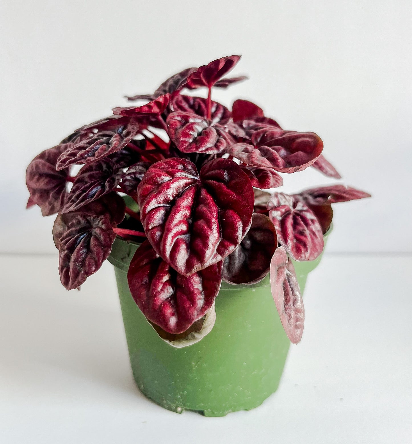 Peperomia 'Ripple Red' - 🐾 Pet Friendly - Tropical Houseplant