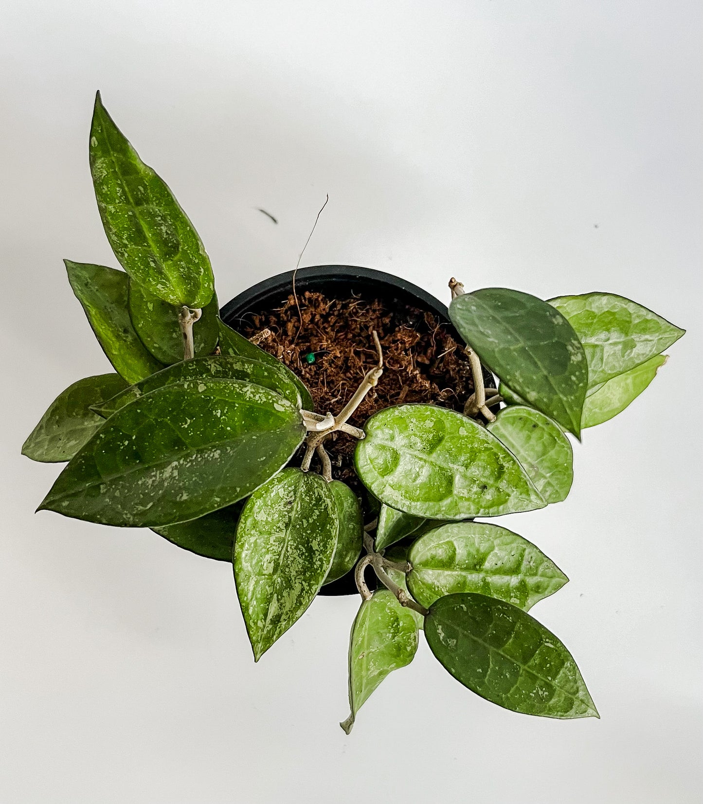 Hoya 'Black Margin' Plant - 🐾 Pet Friendly - Tropical Houseplant