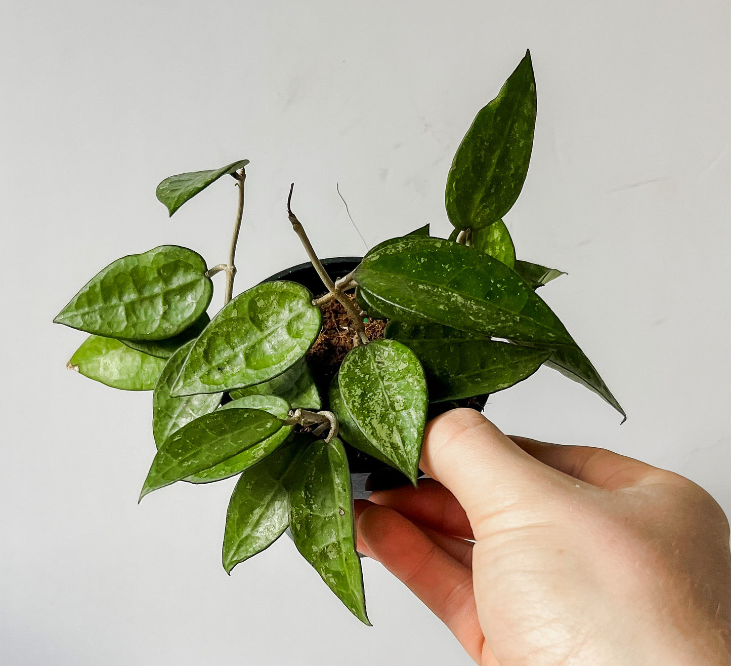 Hoya 'Black Margin' Plant - 🐾 Pet Friendly - Tropical Houseplant