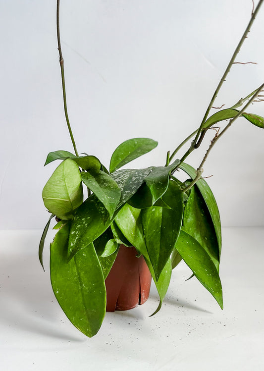 Hoya 'Publicalyx' - 🐾 Pet Friendly - Tropical Houseplant