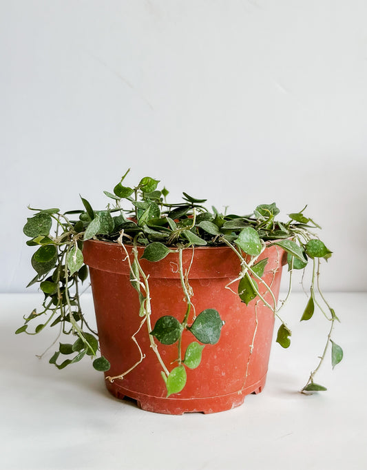 Hoya 'Curtisii' - 🐾 Pet Friendly, Flowering, & Trailing - Tropical Houseplant