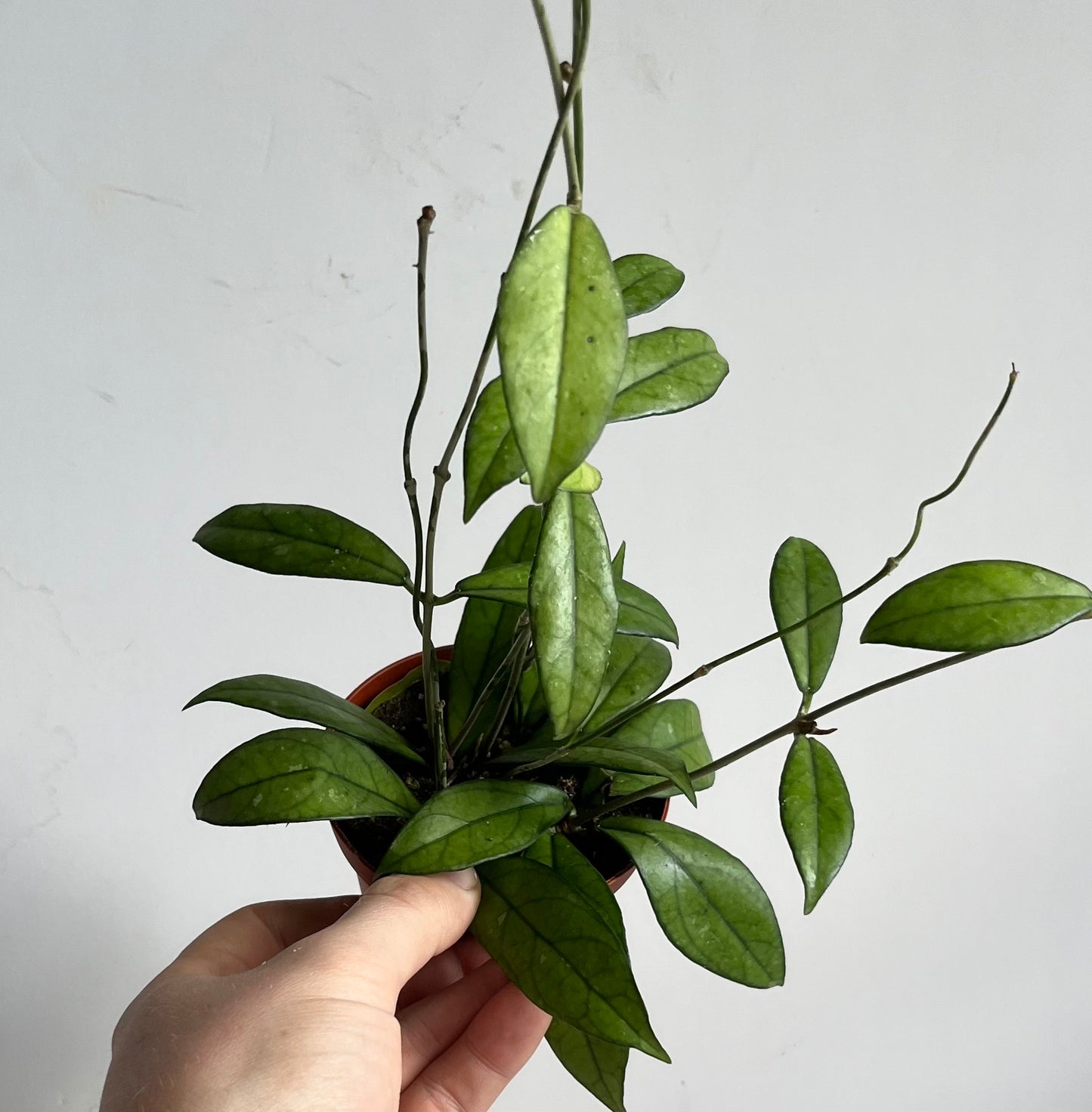 Hoya 'Crassipetiolata' (🐾 Pet Friendly) Trailing/Vining Plant