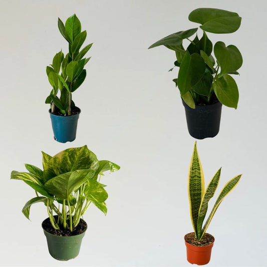 Beginner Friendly 🌱  Plant Bundle Box - 4 Pack - 4" Tropical Houseplants
