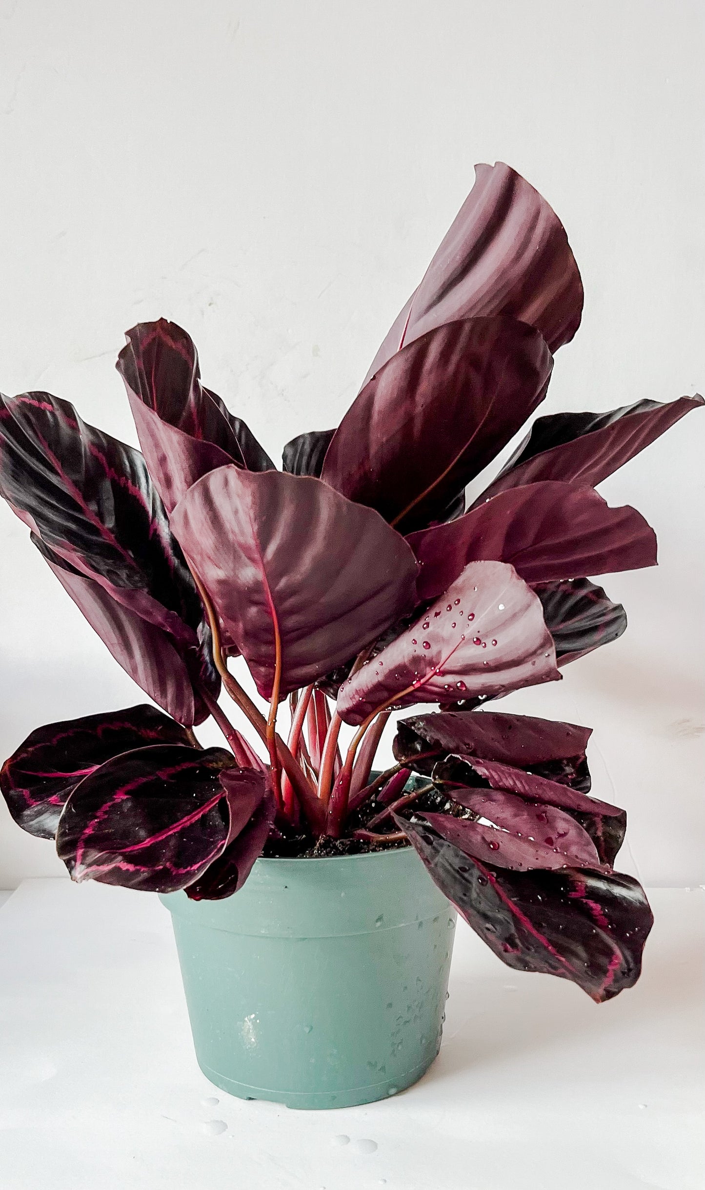 Calathea 'Dottie'- (🐾 Pet Friendly), Stunning Purple Toned Leaves With Pink Accents- Tropical Houseplant