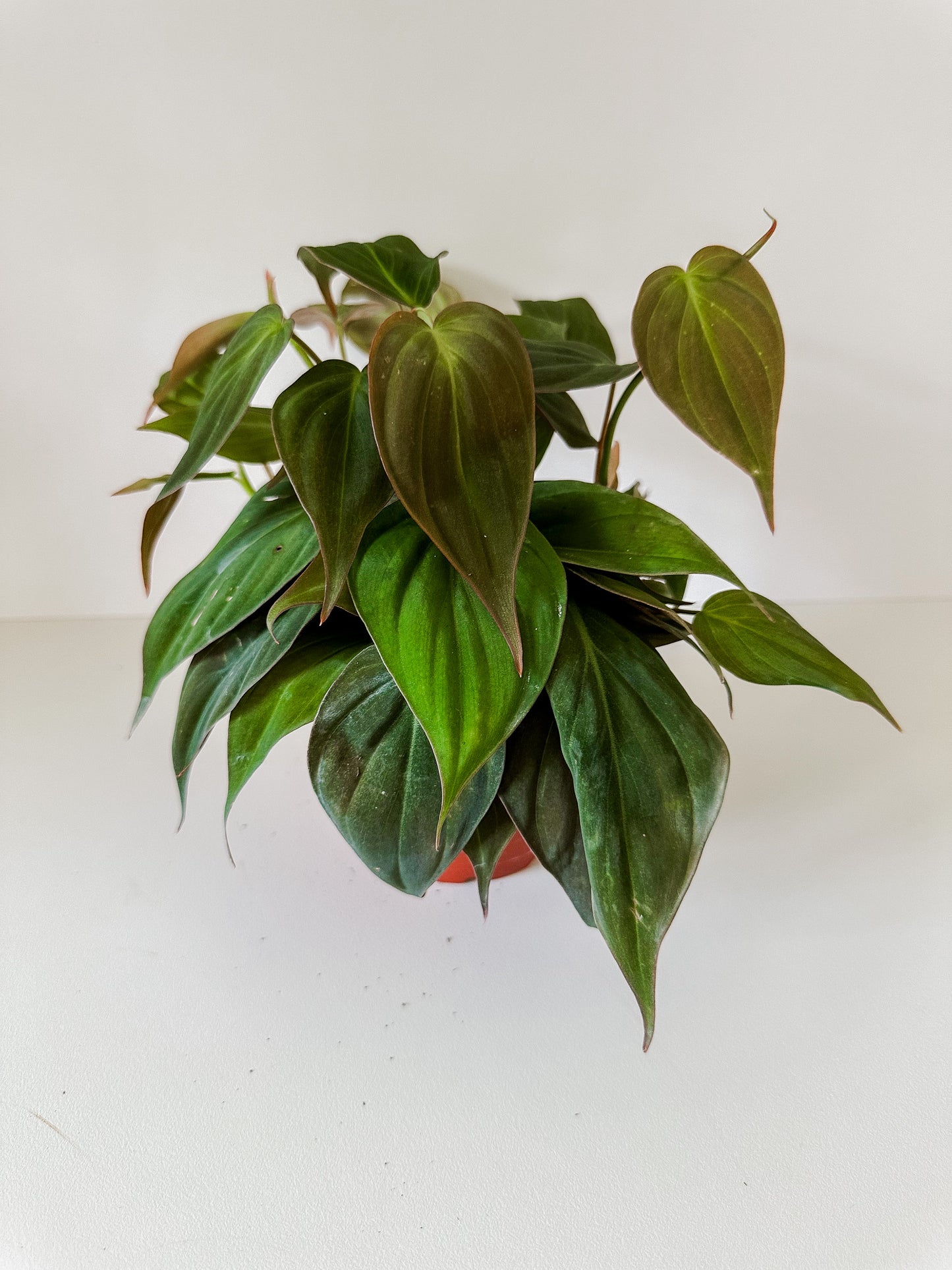 Philodendron 'Micans Velvet'- Trailing or Climbing Heart-Leaf Shaped - Tropical Houseplant
