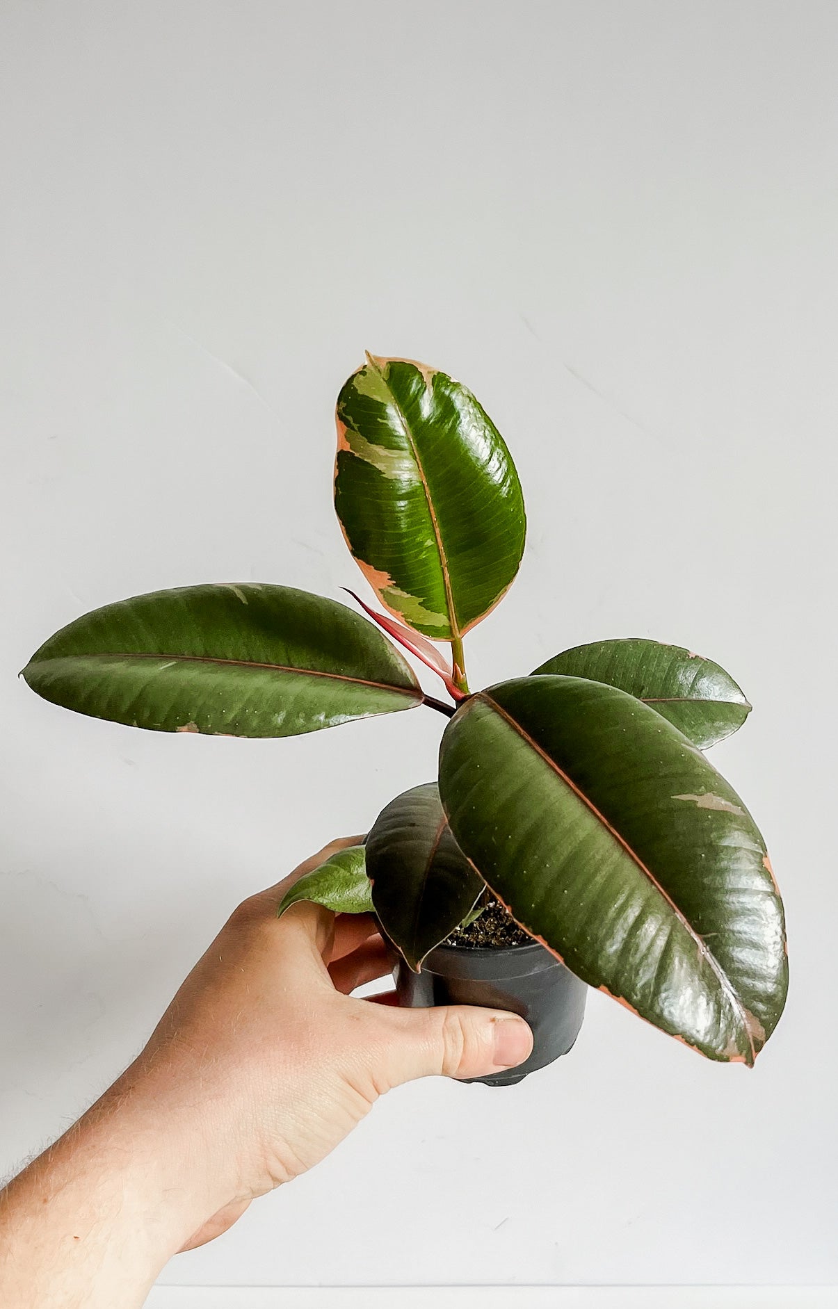 Ficus Elastica 'Ruby Pink' Rubber Tree Plant- Stunning & Vibrant Ruby Pink Variegated Leaves- Tropical Tree Houseplant