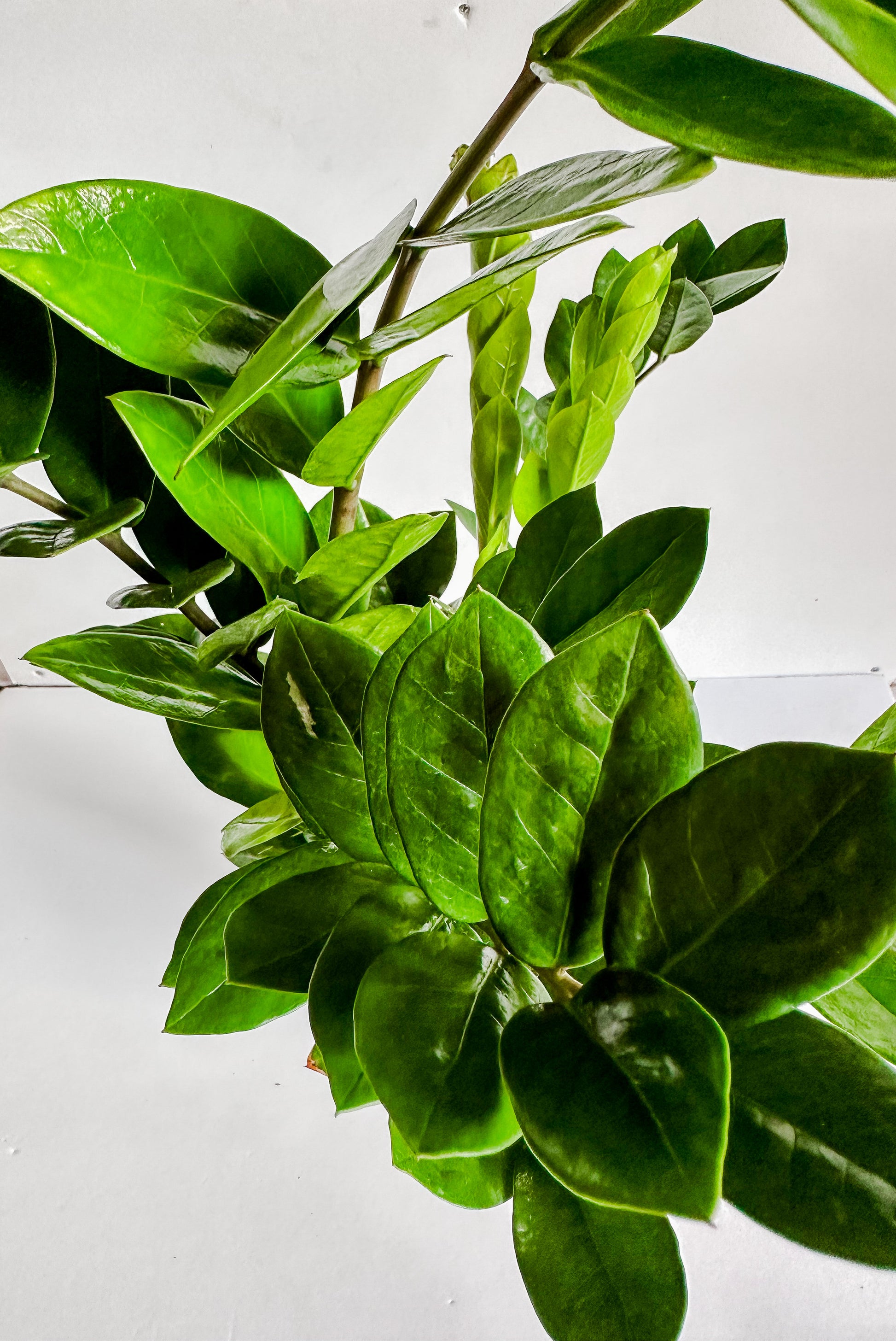 Zamioculcas zamiifolia — la plante ZZ