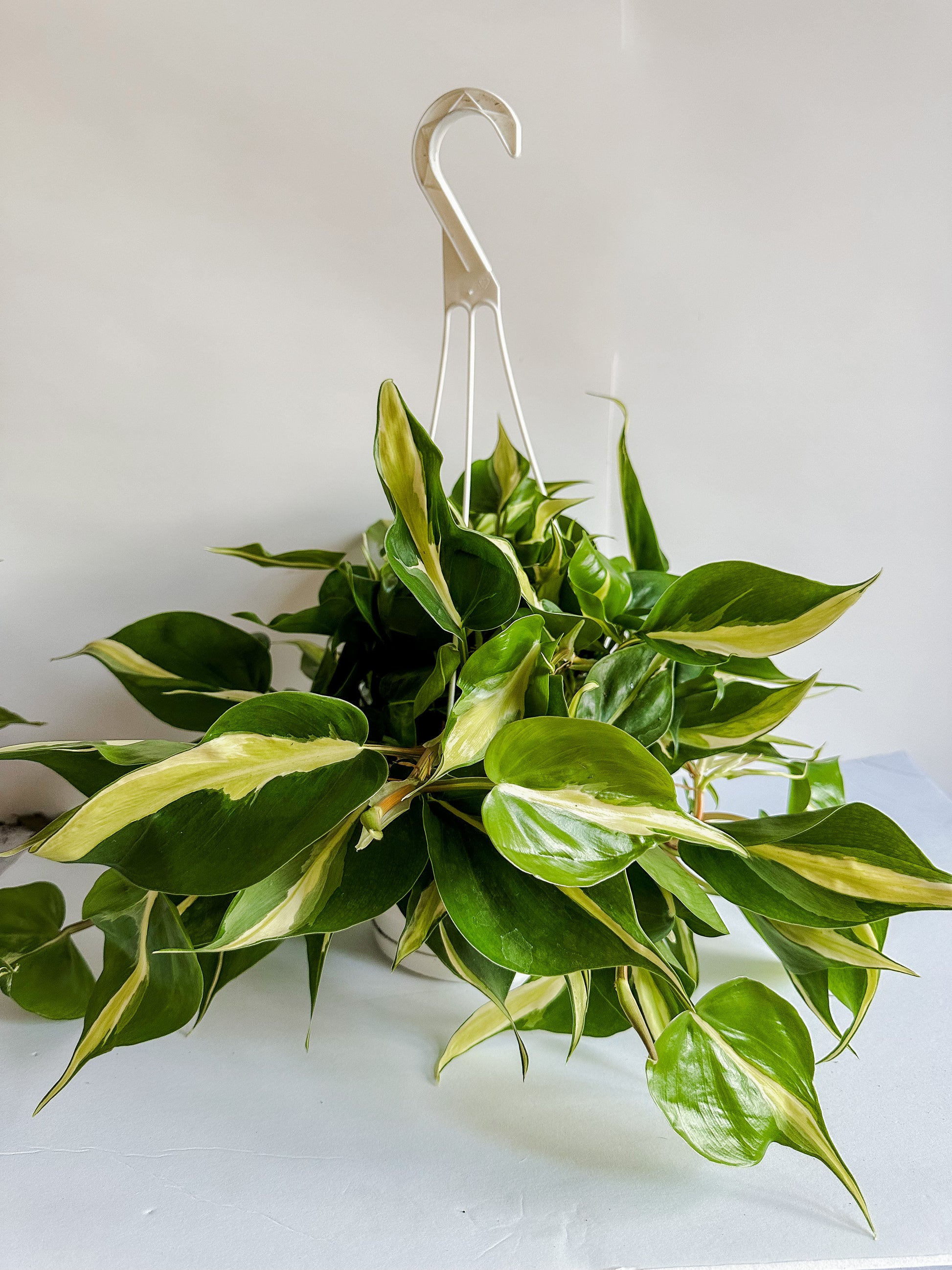 Philodendron Brasil (Philodendron Hederaceum) Plant 8 in. Hanging Basket