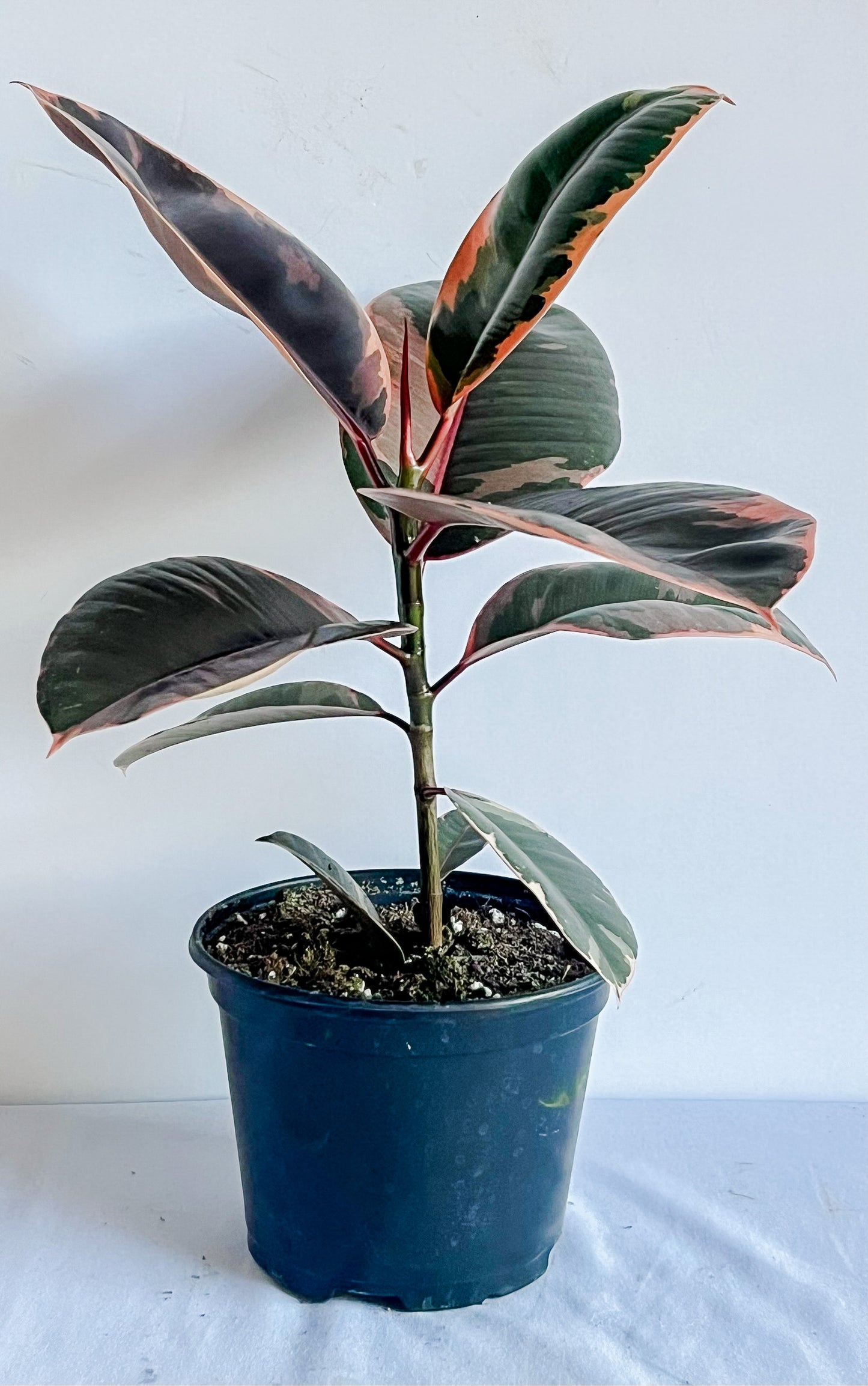 Ficus Elastica 'Ruby Pink' Rubber Tree Plant- Stunning & Vibrant Ruby Pink Variegated Leaves- Tropical Tree Houseplant