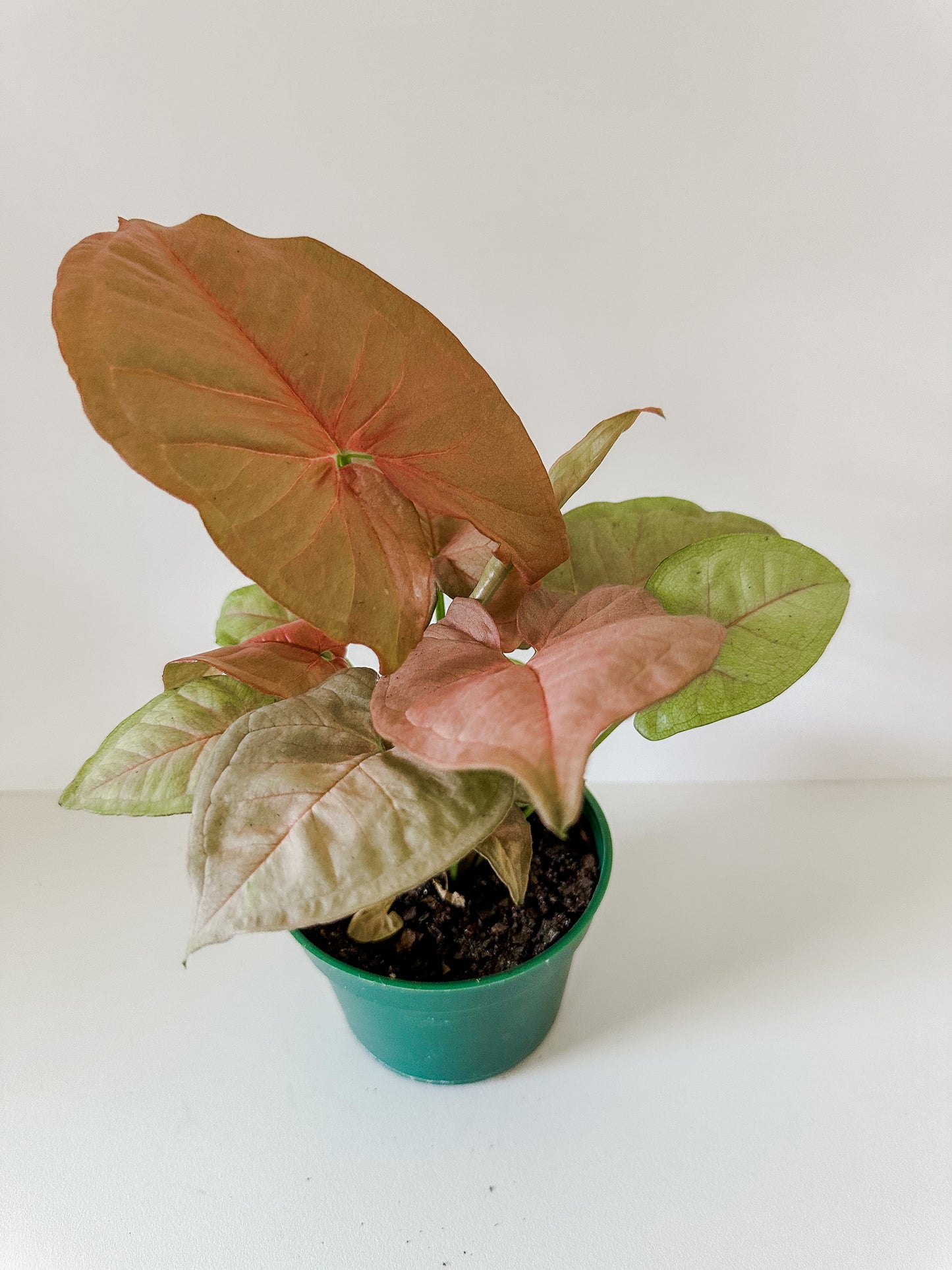 Syngonium Podophyllum 'Strawberry' -  Pink Colored Leaves, Low Maintenance - Tropical Houseplant