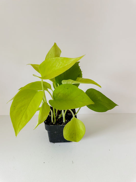 Pothos 'Neon'-  🌱 Beginner- Friendly 🍃 Air Purifying Tropical Houseplant