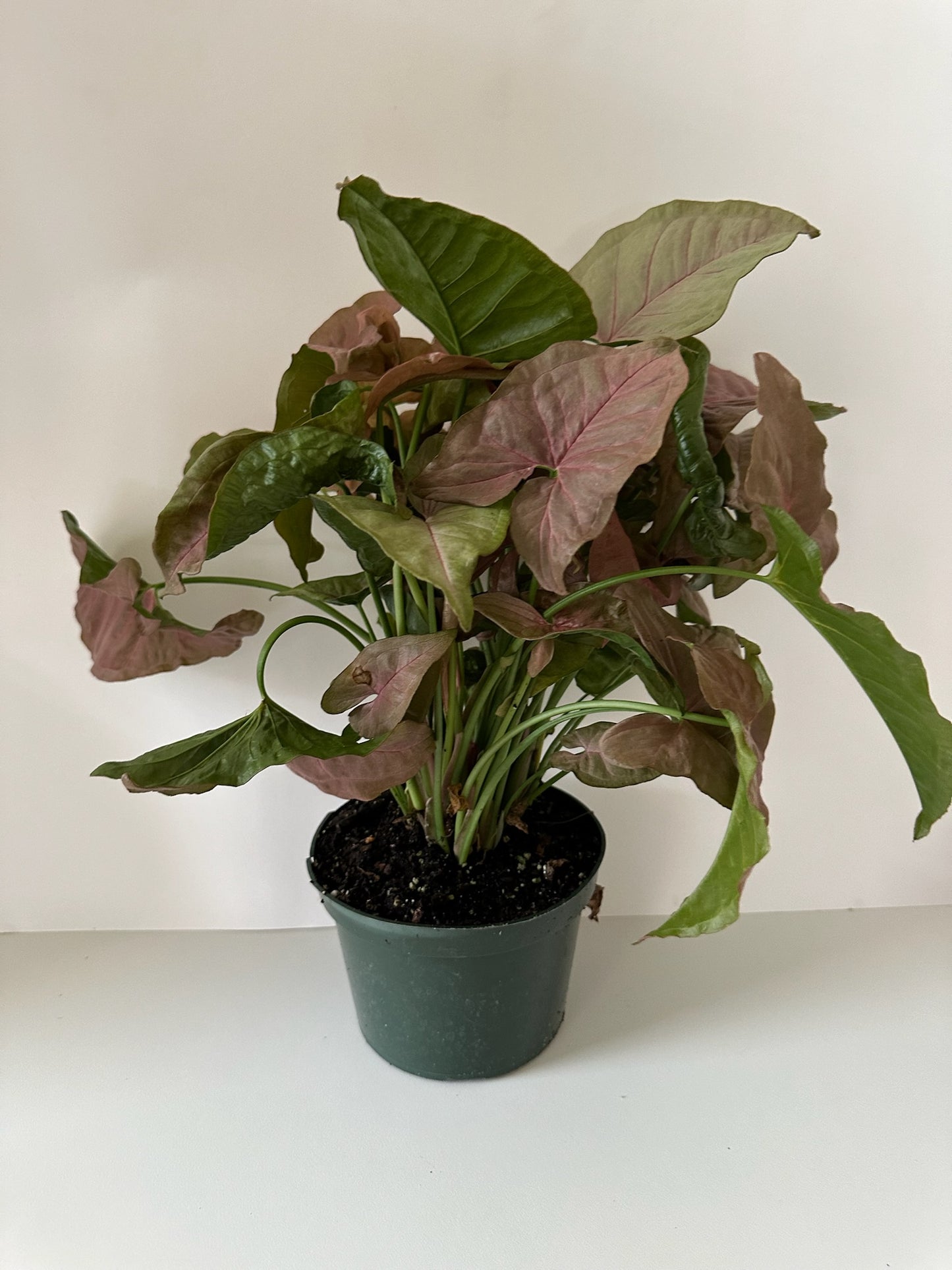 Syngonium Podophyllum 'Strawberry' -  Pink Colored Leaves, Low Maintenance - Tropical Houseplant