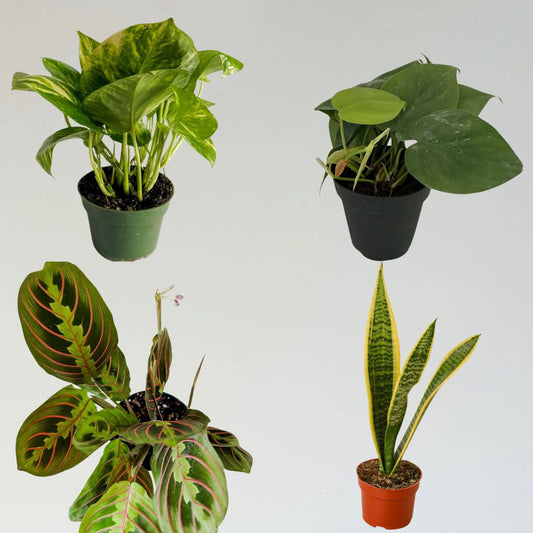 Low Light Plants Bundle Box - 4 Pack - 4" Tropical Houseplants