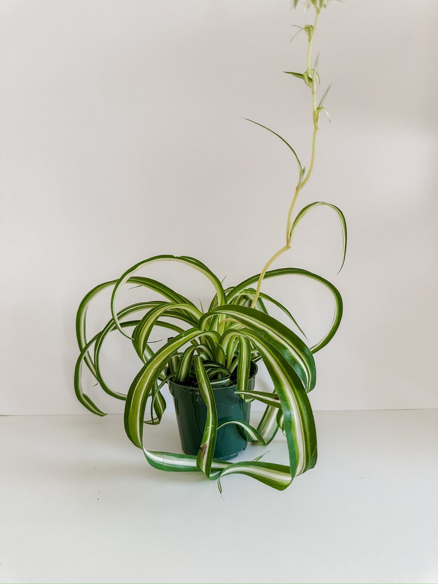 Chlorophytum Spider Plant 'Bonnie'- 🌱  Beginner-Friendly, 🐾 Pet Friendly, Vining - Tropical Houseplant