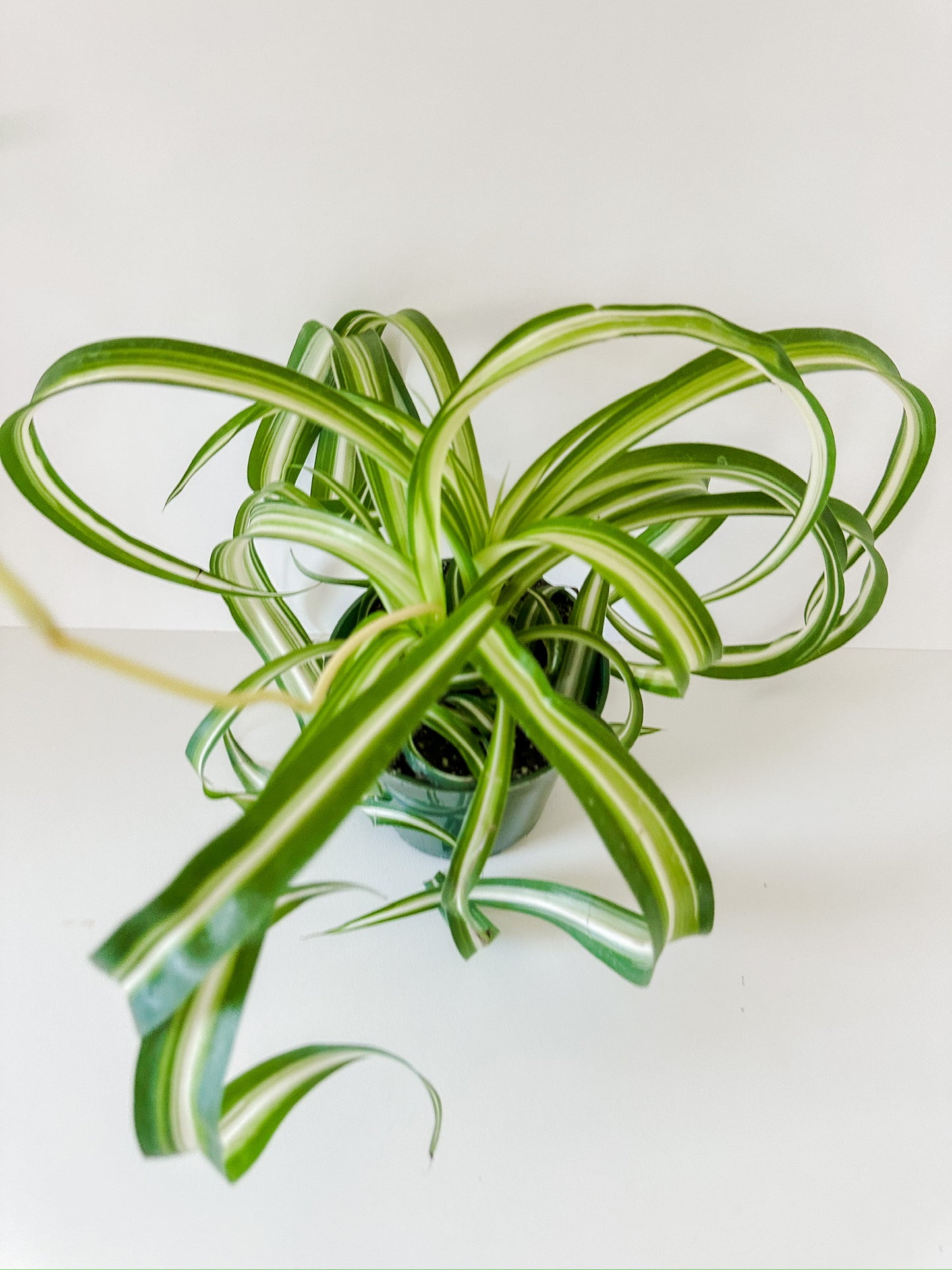 Chlorophytum Spider Plant 'Bonnie'- 🌱  Beginner-Friendly, 🐾 Pet Friendly, Vining - Tropical Houseplant