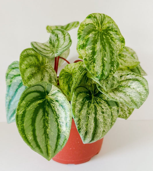 Peperomia 'Watermelon Variegated'- 🐾 Pet-Friendly - Tropical Houseplant