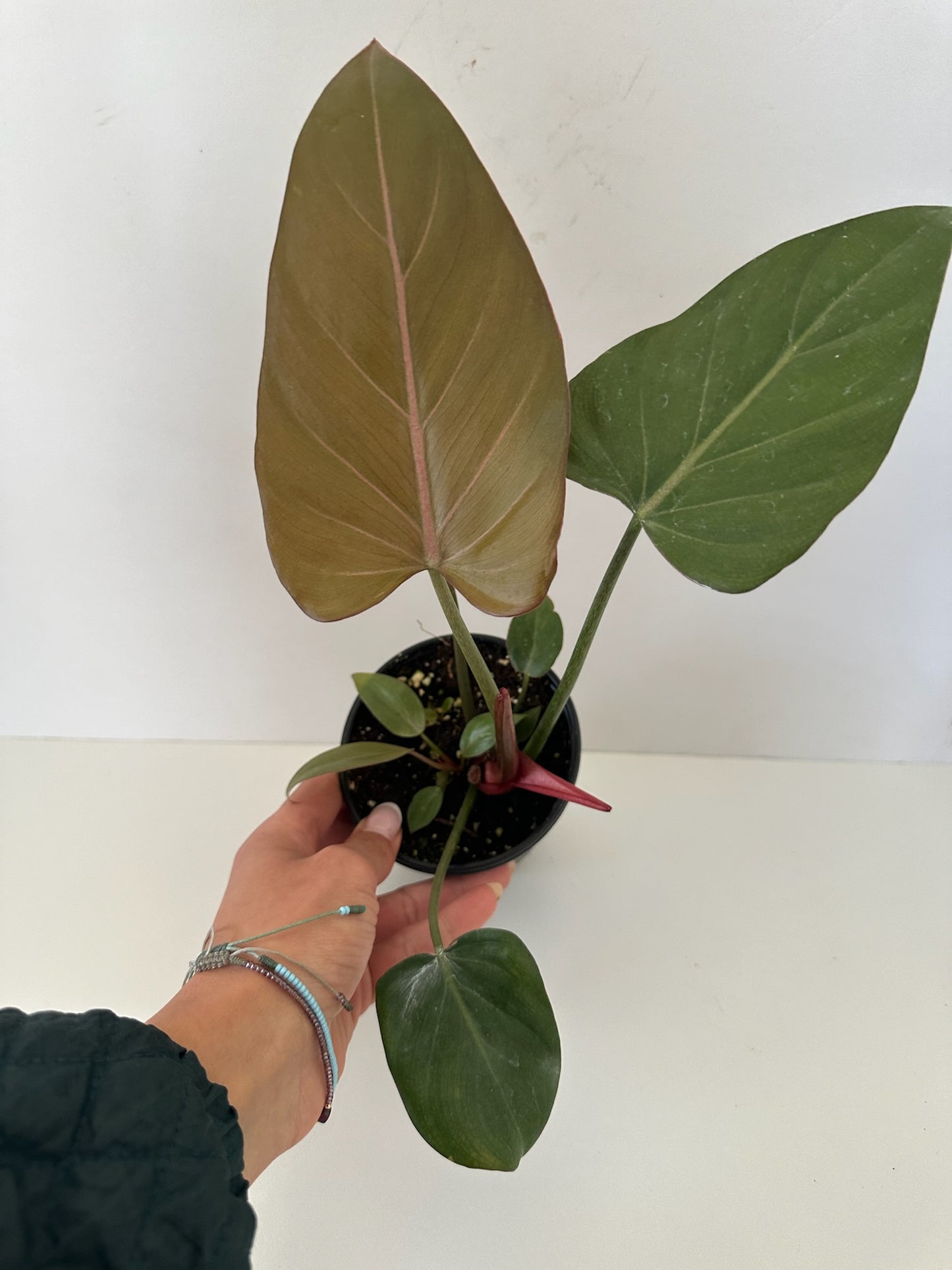 Philodendron 'Summer Glory'  - Gloriosum x McColleys Red Hybrid - Tropical Houseplant