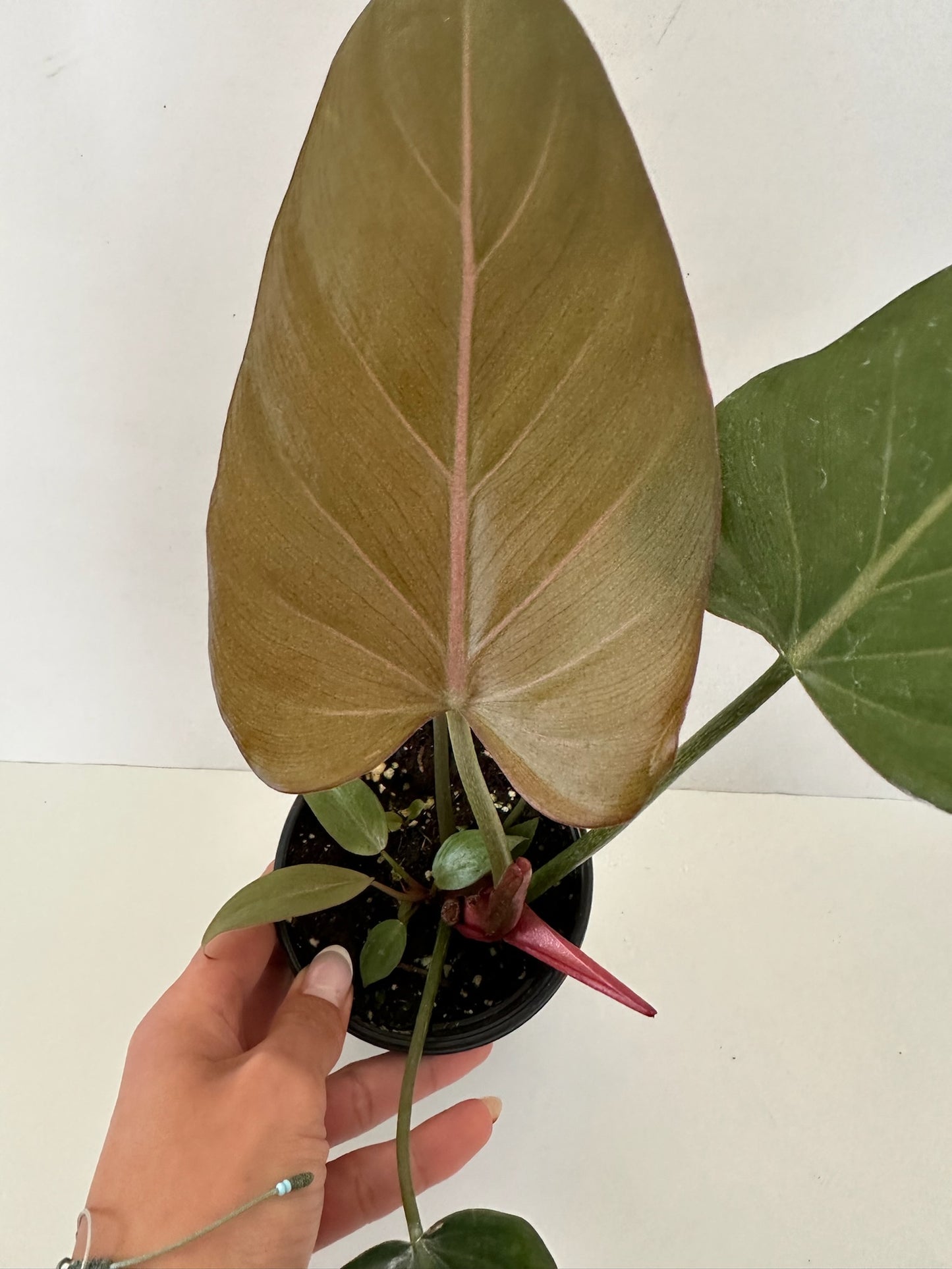 Philodendron 'Summer Glory'  - Gloriosum x McColleys Red Hybrid - Tropical Houseplant